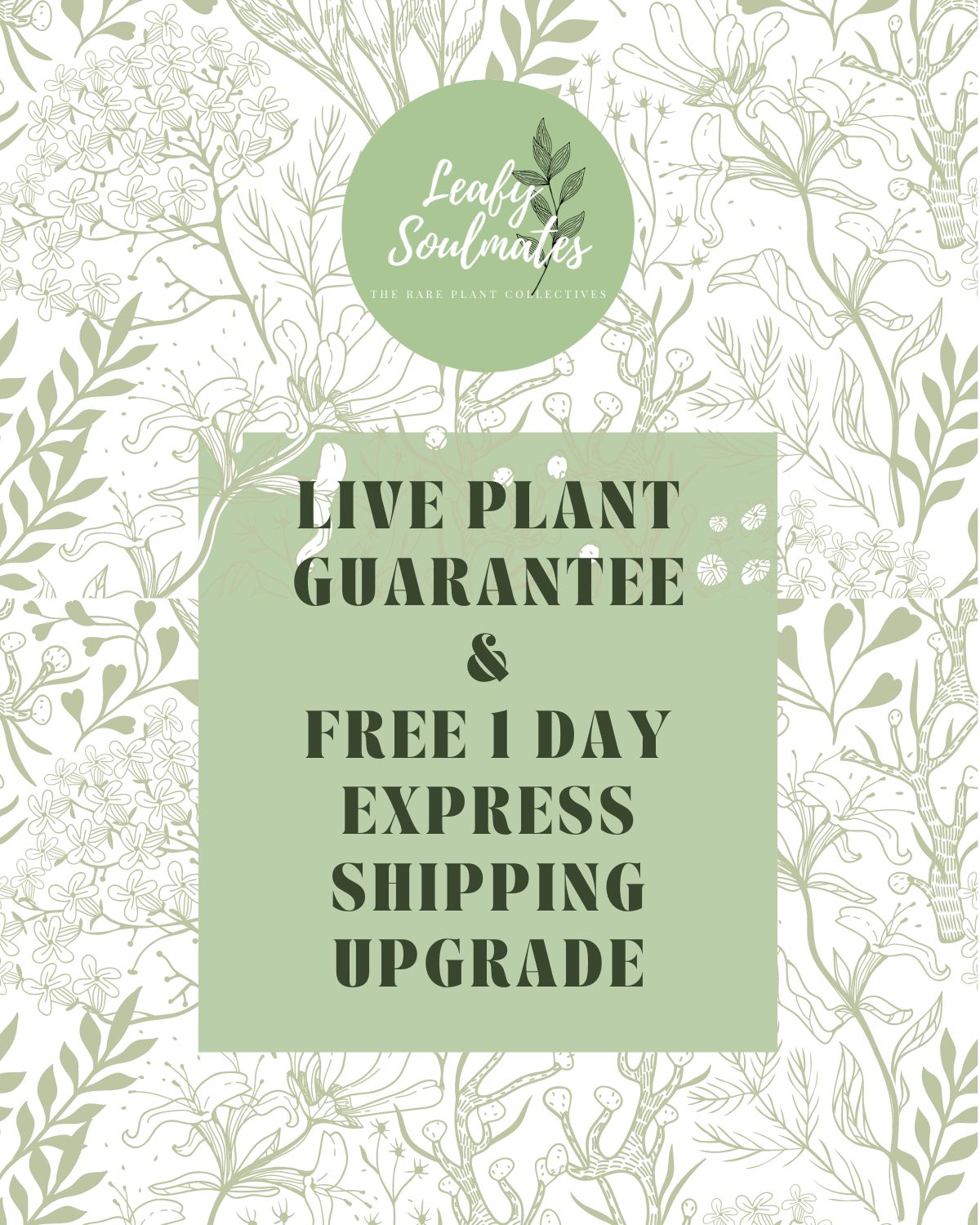 Invoice for @carley_allen13: C5 (Monstera White Monster)