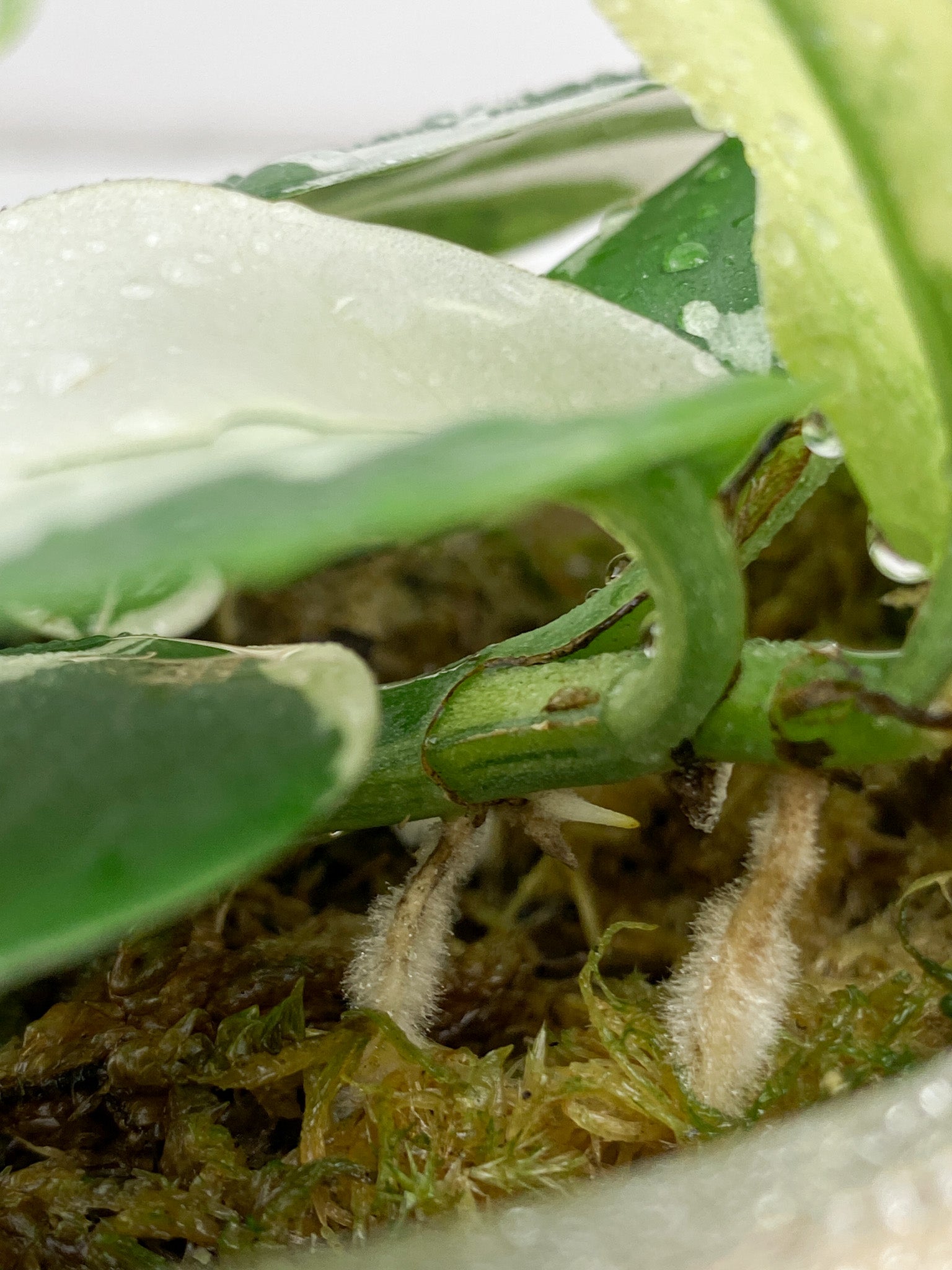 Rhaphidophora Hongkongenegsis Variegated