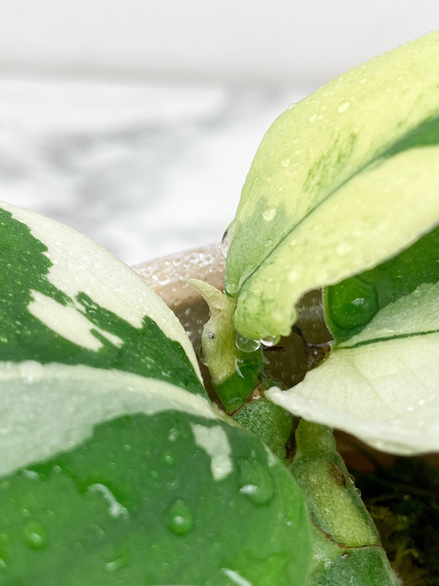 Rhaphidophora Hongkongenegsis Variegated