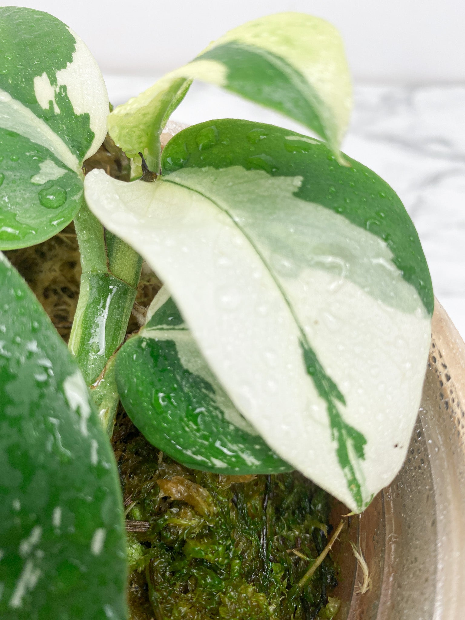 Rhaphidophora Hongkongenegsis Variegated