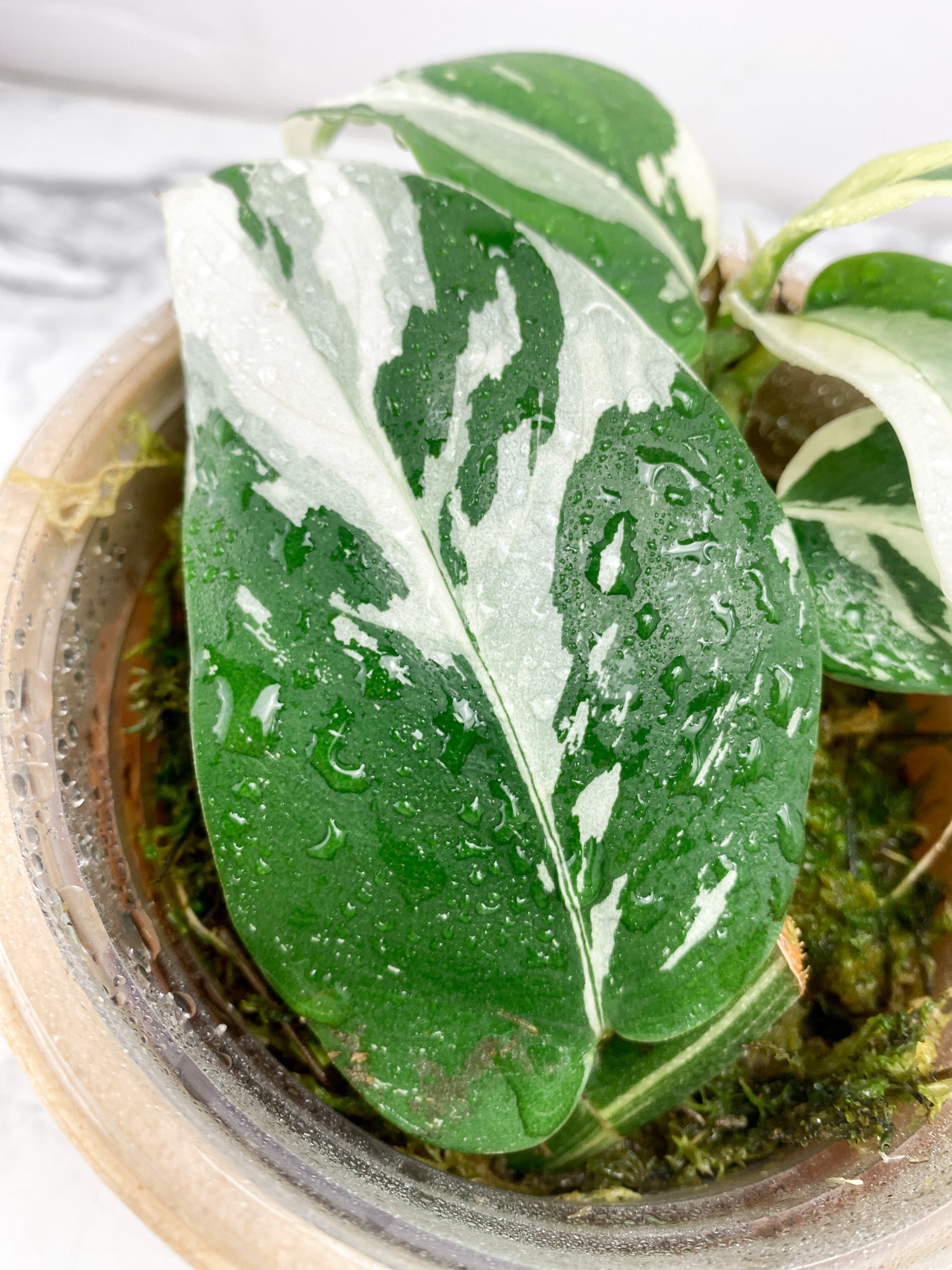Rhaphidophora Hongkongenegsis Variegated