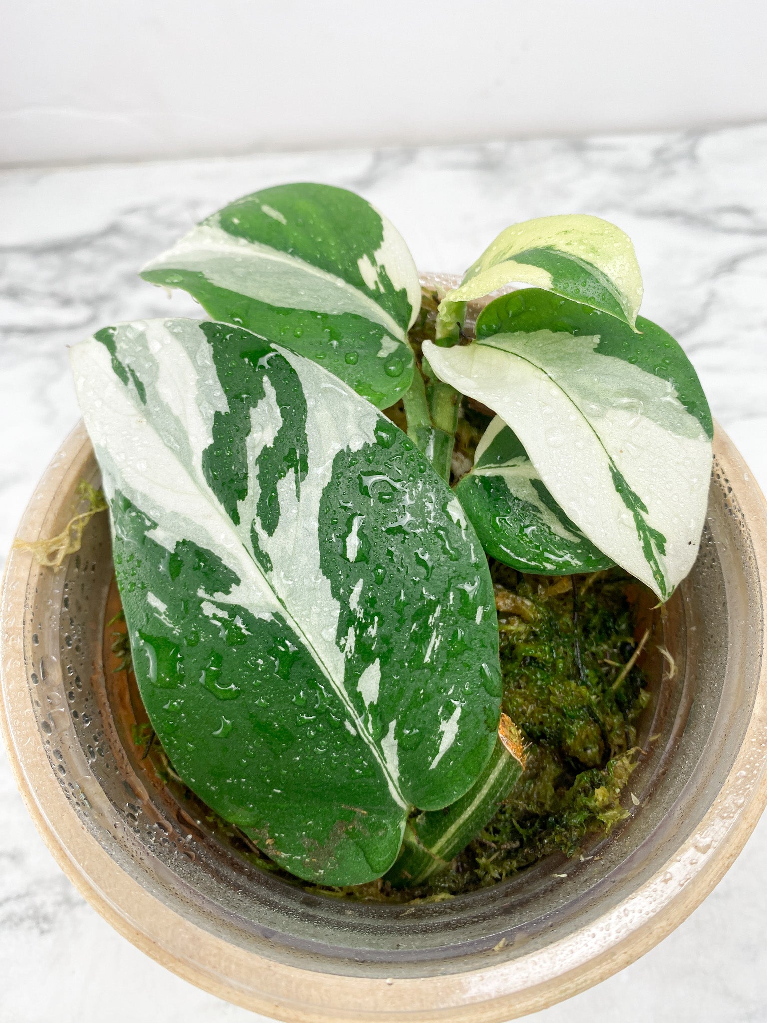 Rhaphidophora Hongkongenegsis Variegated