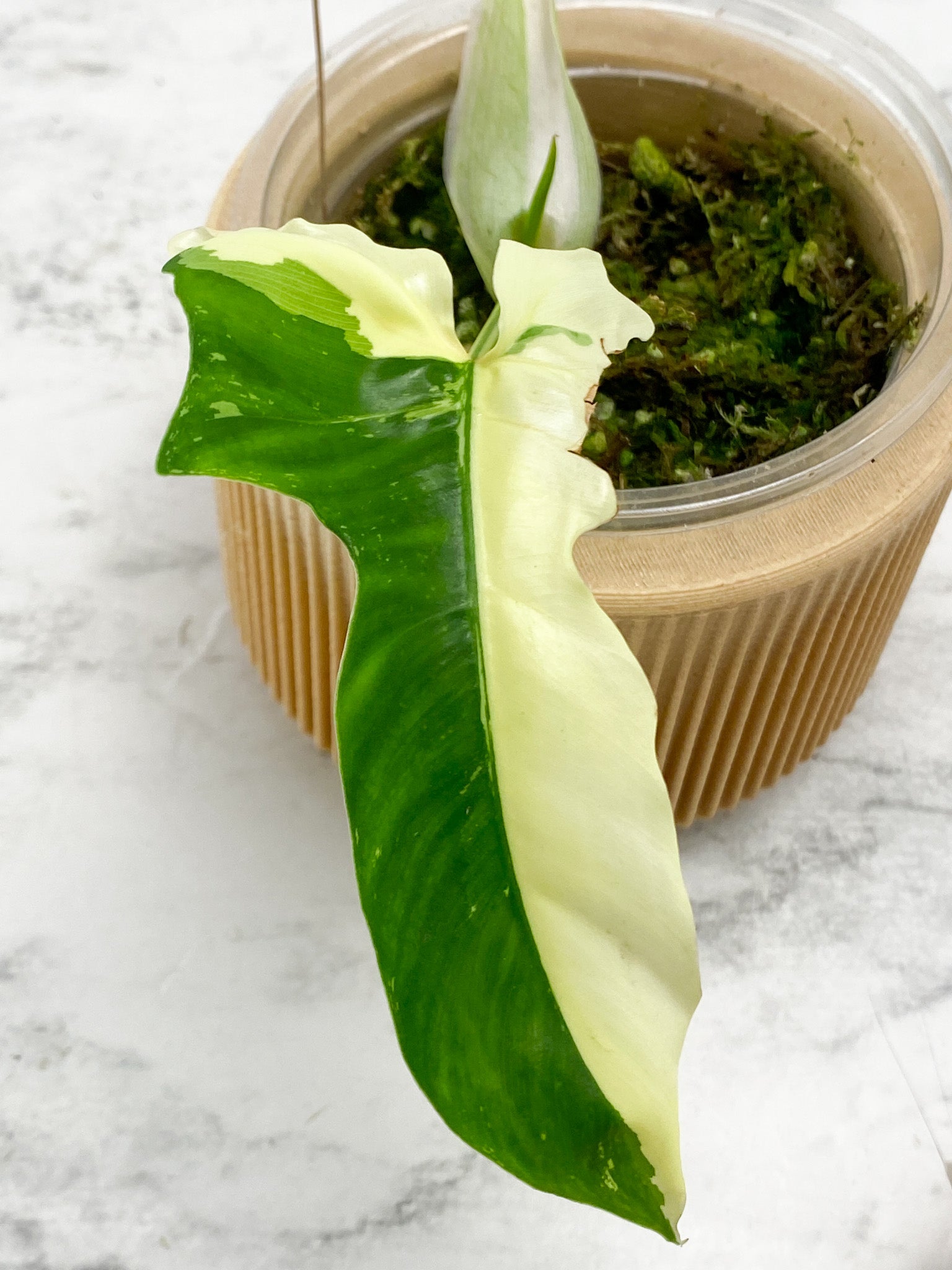 Philodendron Golden Dragon variegated