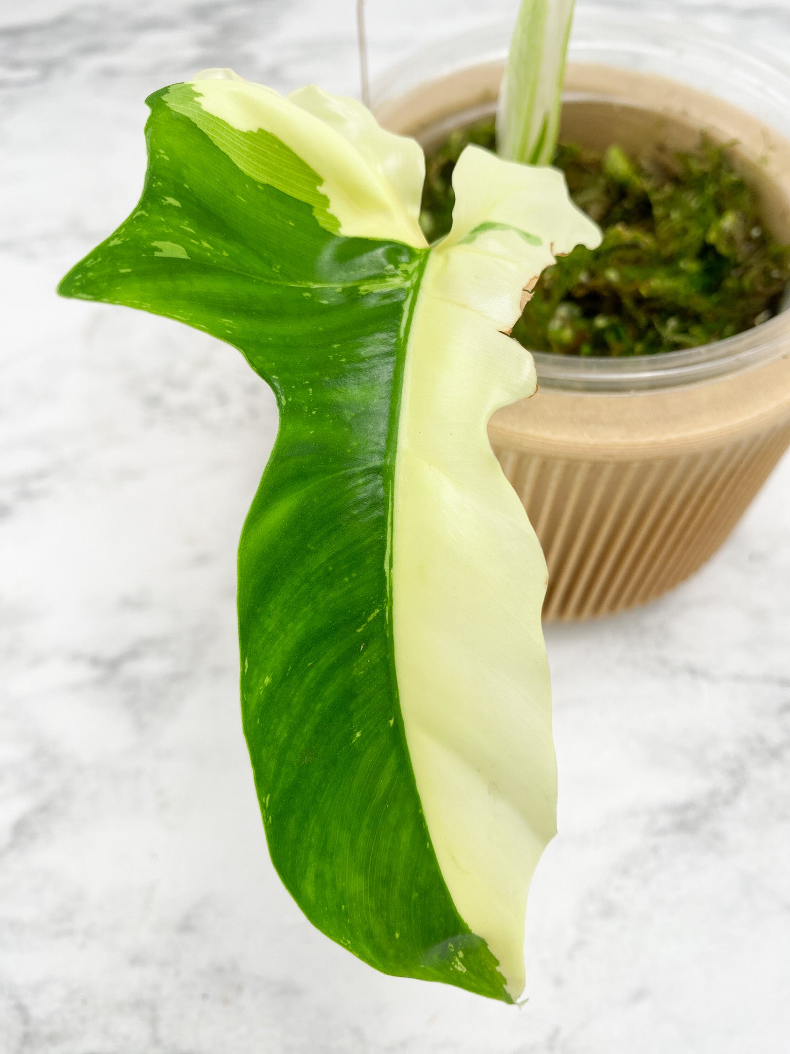 Philodendron Golden Dragon variegated
