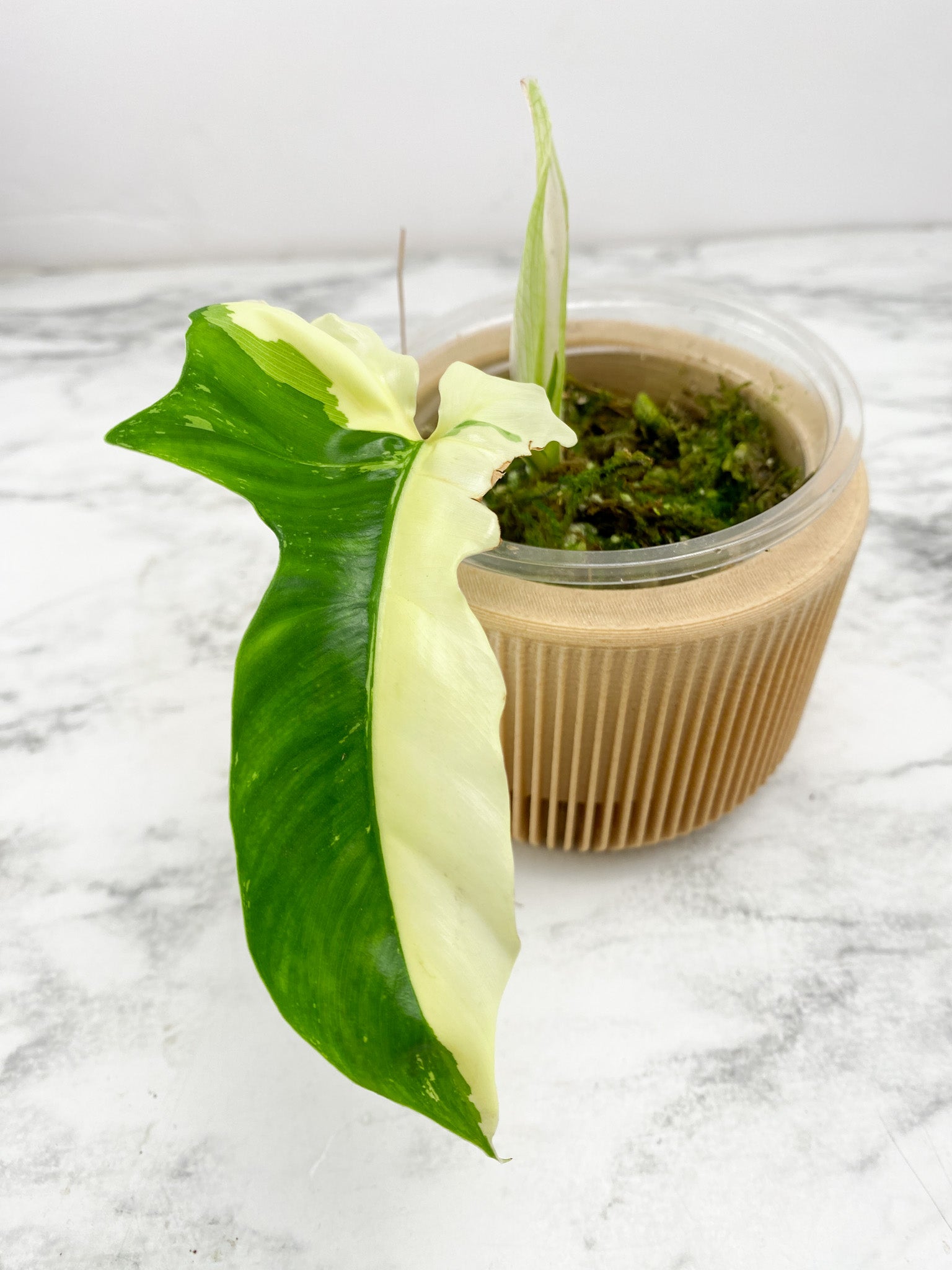 Philodendron Golden Dragon variegated
