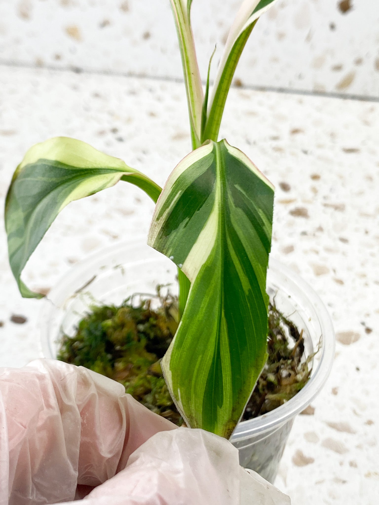 Musa Nono (Pink Variegated Banana) half moon variegation