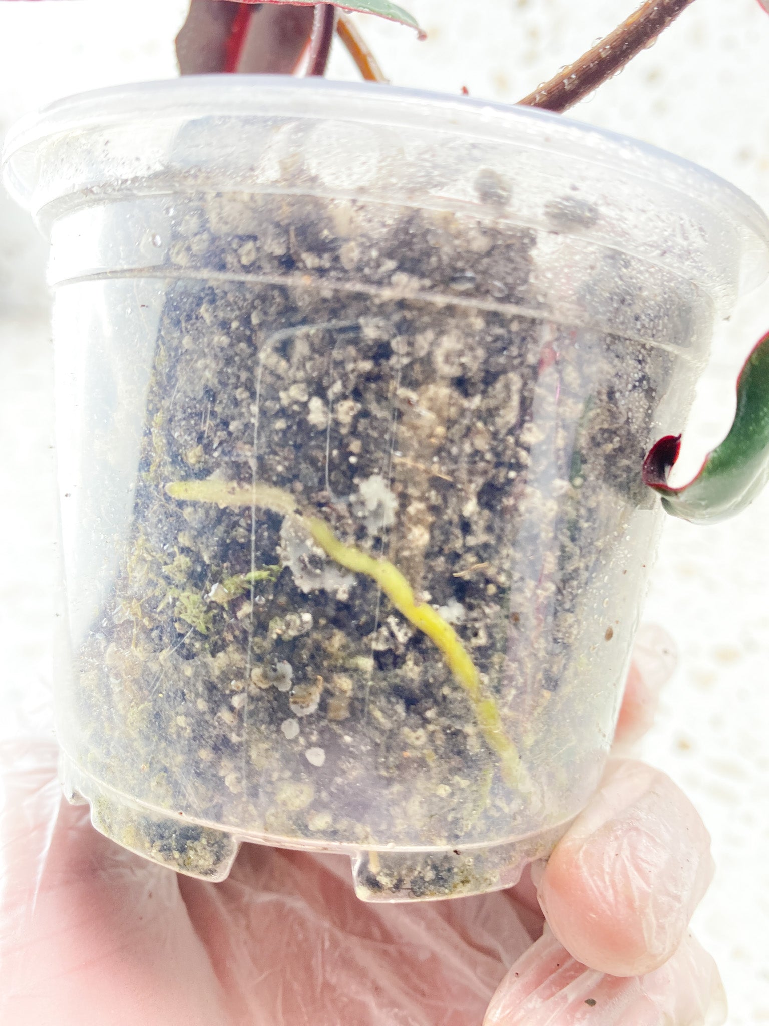 Philodendron Atabaopense 4 leaf baby plant