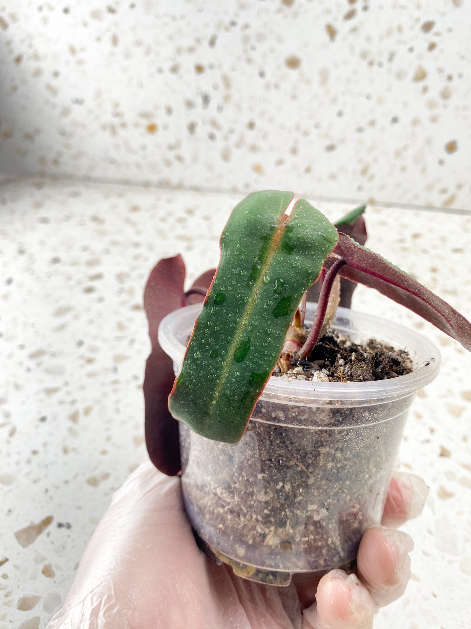 Philodendron Atabaopense 4 leaf baby plant