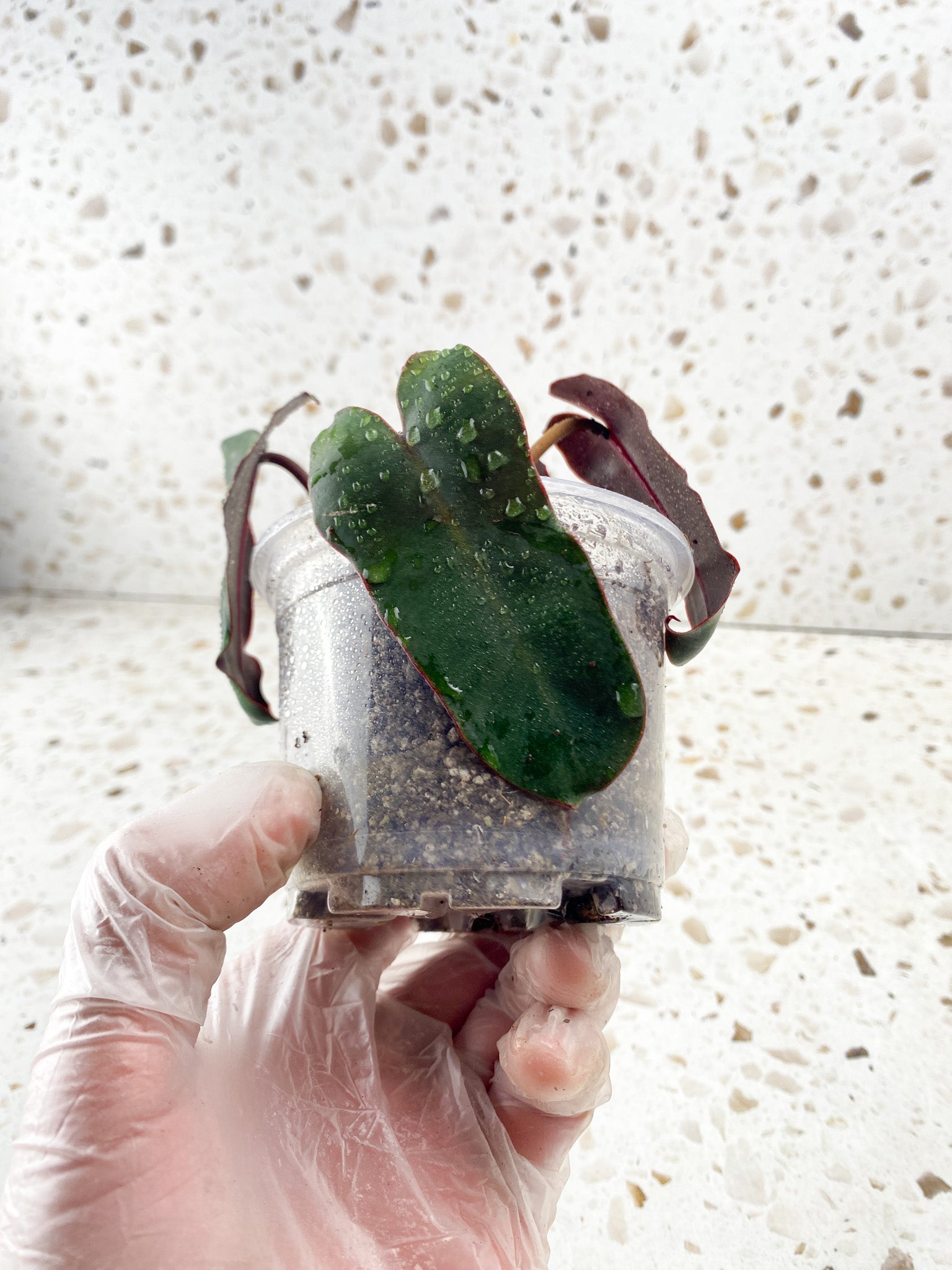 Philodendron Atabaopense 4 leaf baby plant