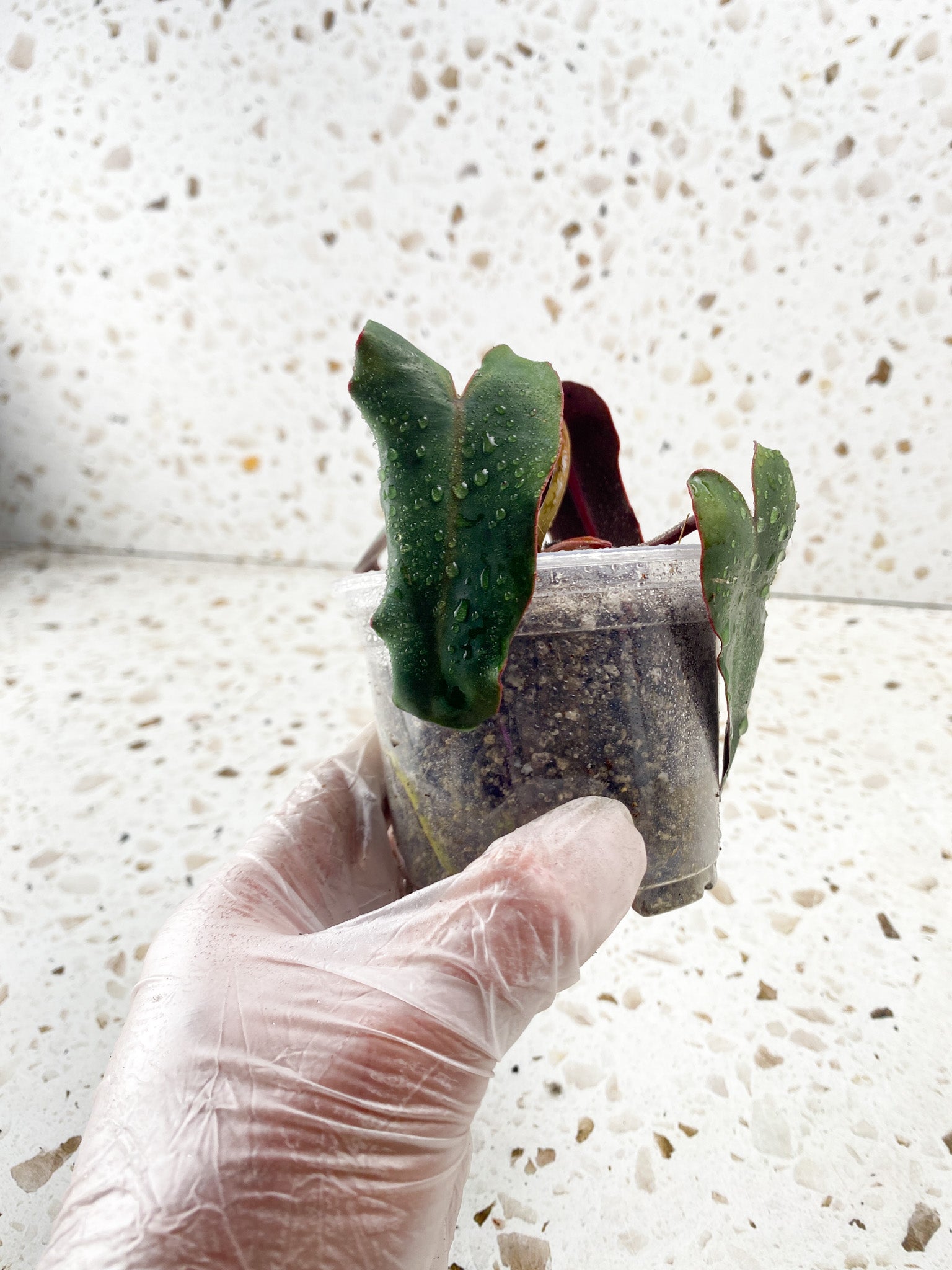 Philodendron Atabaopense 4 leaf baby plant