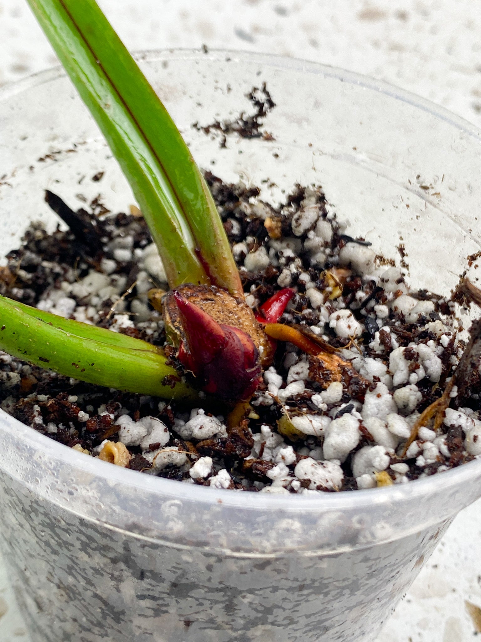Philodendron Red Moon 2 leaves 2 sprouts