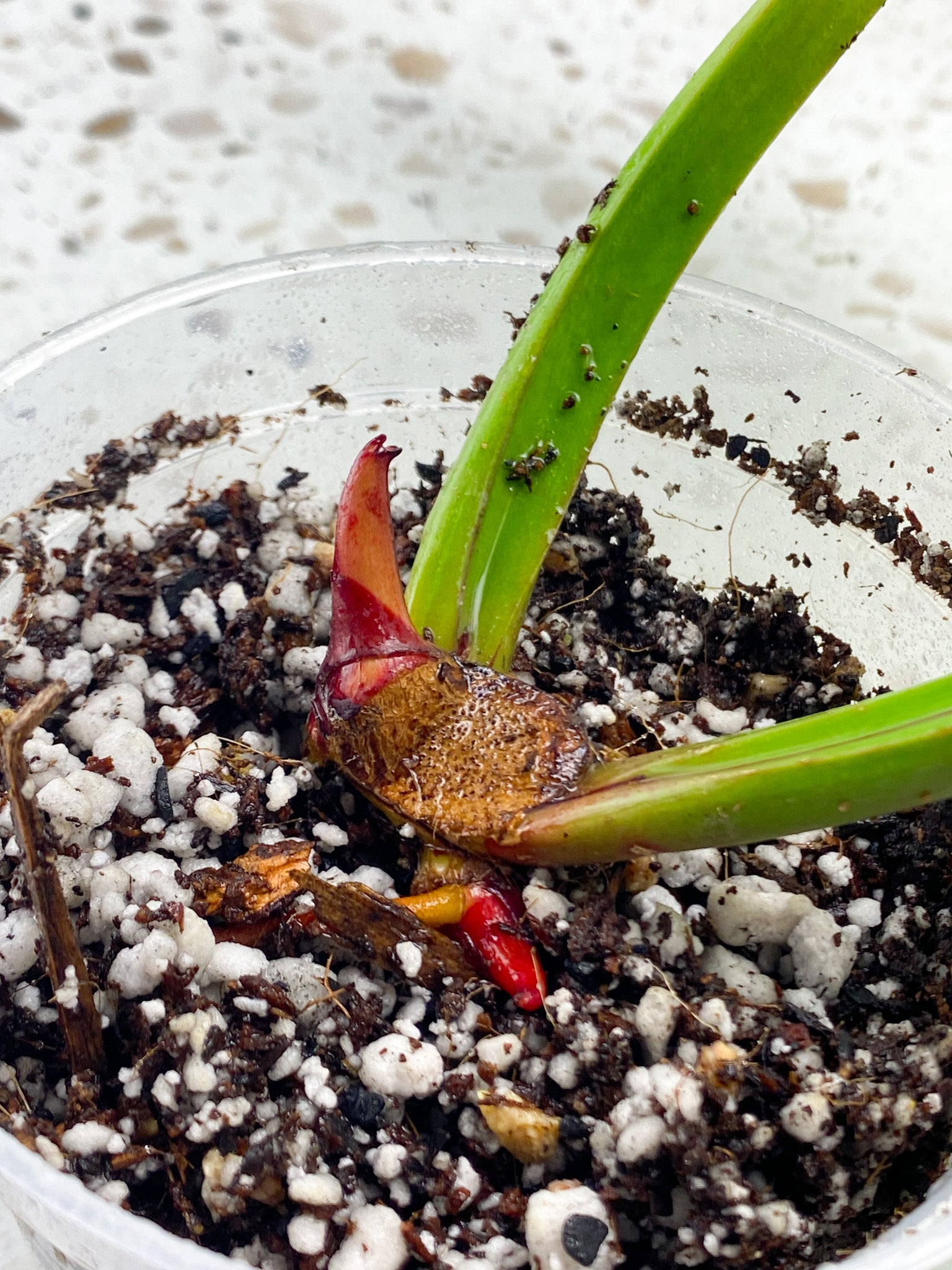 Philodendron Red Moon 2 leaves 2 sprouts