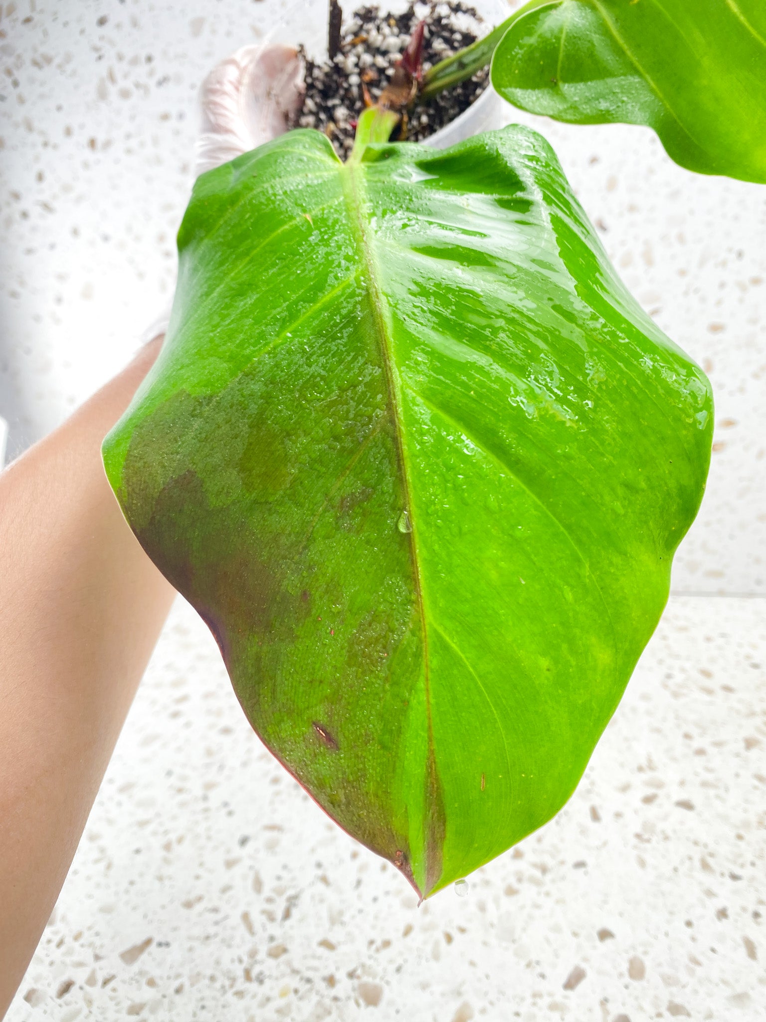 Philodendron Red Moon 2 leaves 2 sprouts