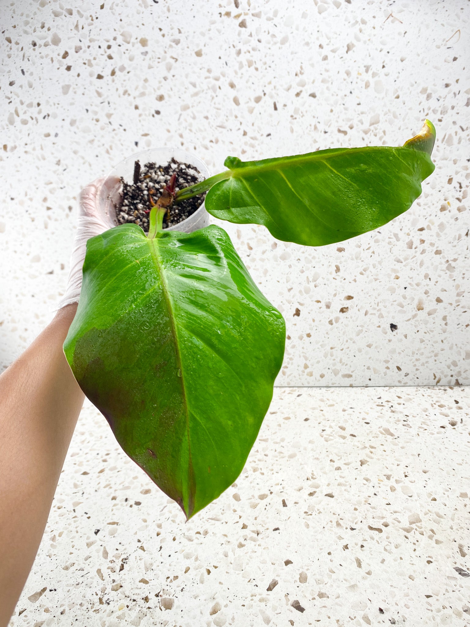 Philodendron Red Moon 2 leaves 2 sprouts