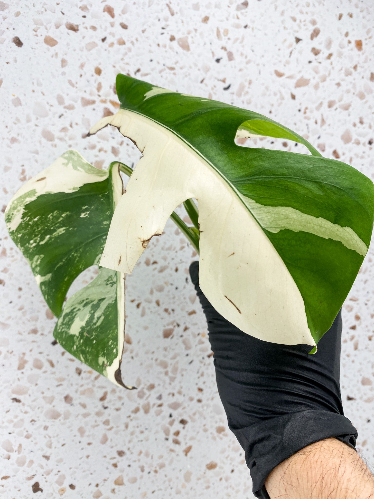 Monstera White Tiger 2 leaves