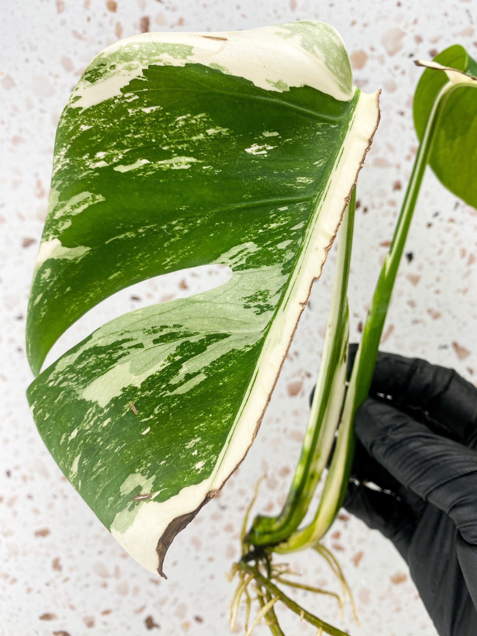 Monstera White Tiger 2 leaves