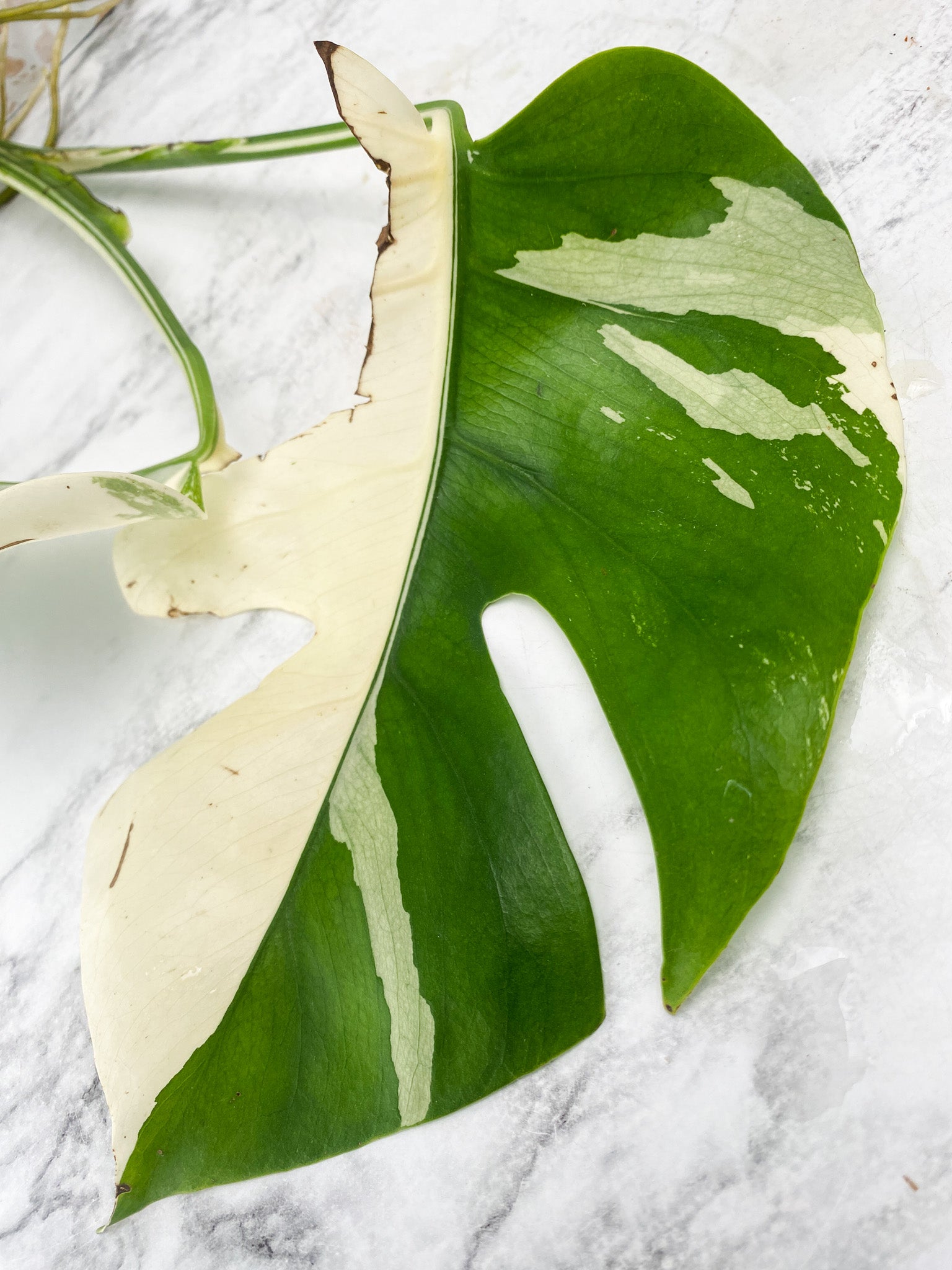 Monstera White Tiger 2 leaves