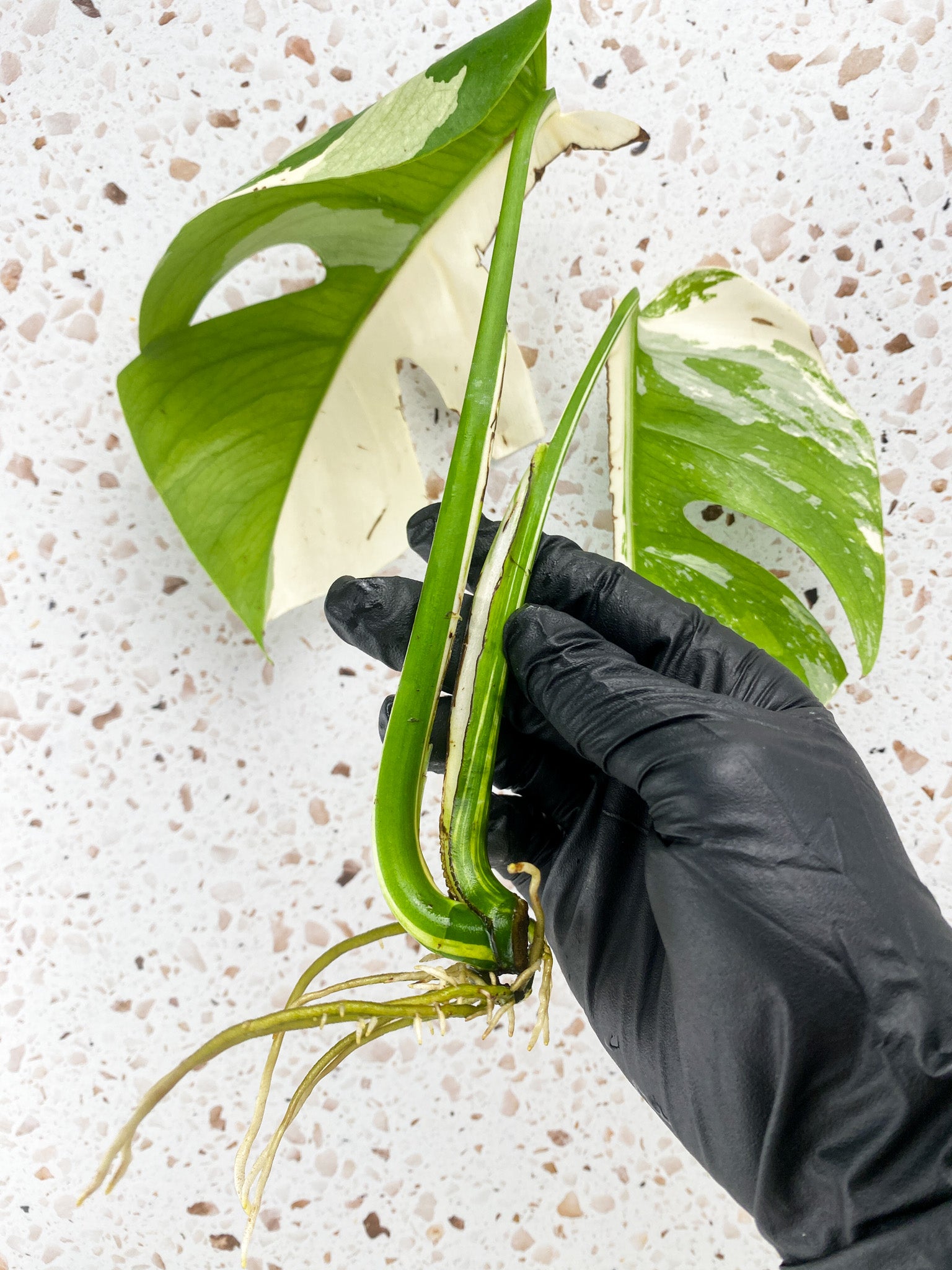 Monstera White Tiger 2 leaves
