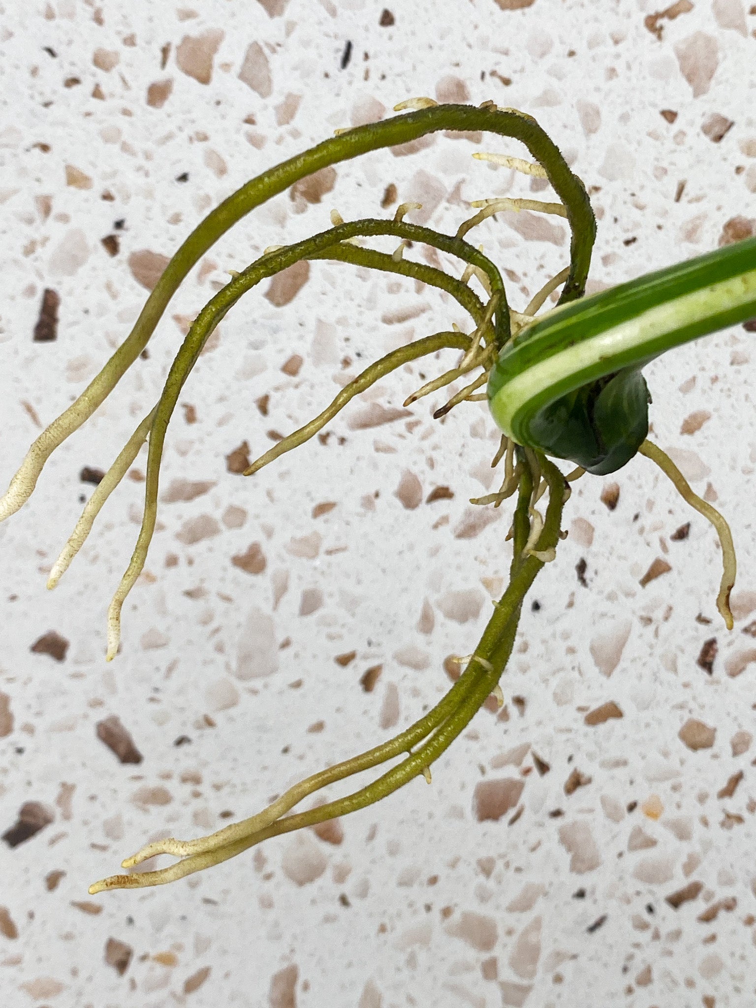 Monstera White Tiger 2 leaves