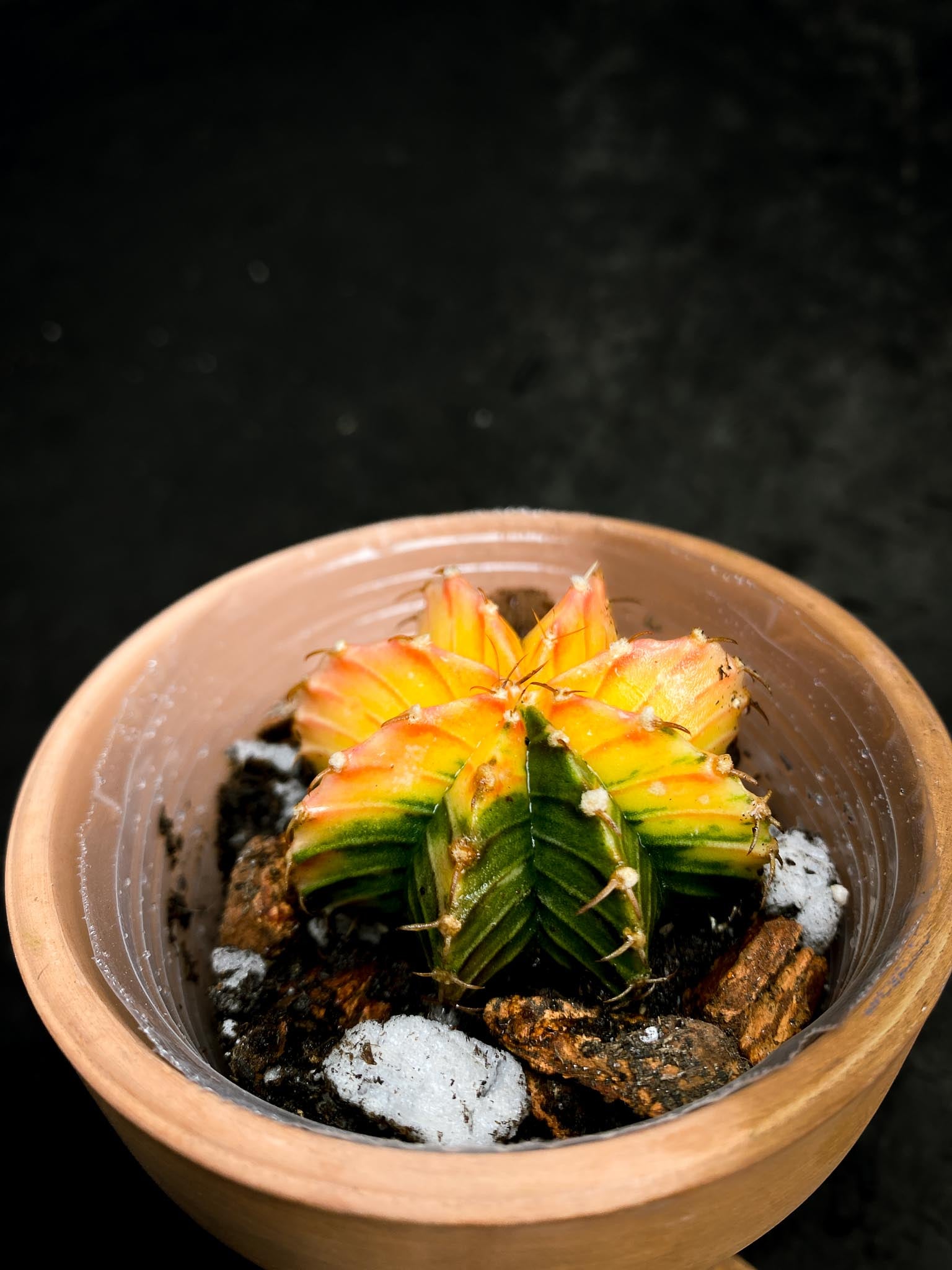 Gymnocalycium Mihanovichii Variegated