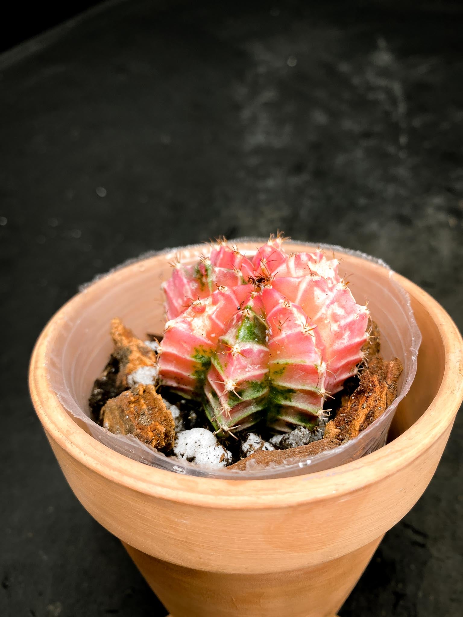 Gymnocalycium Mihanovichii Variegated
