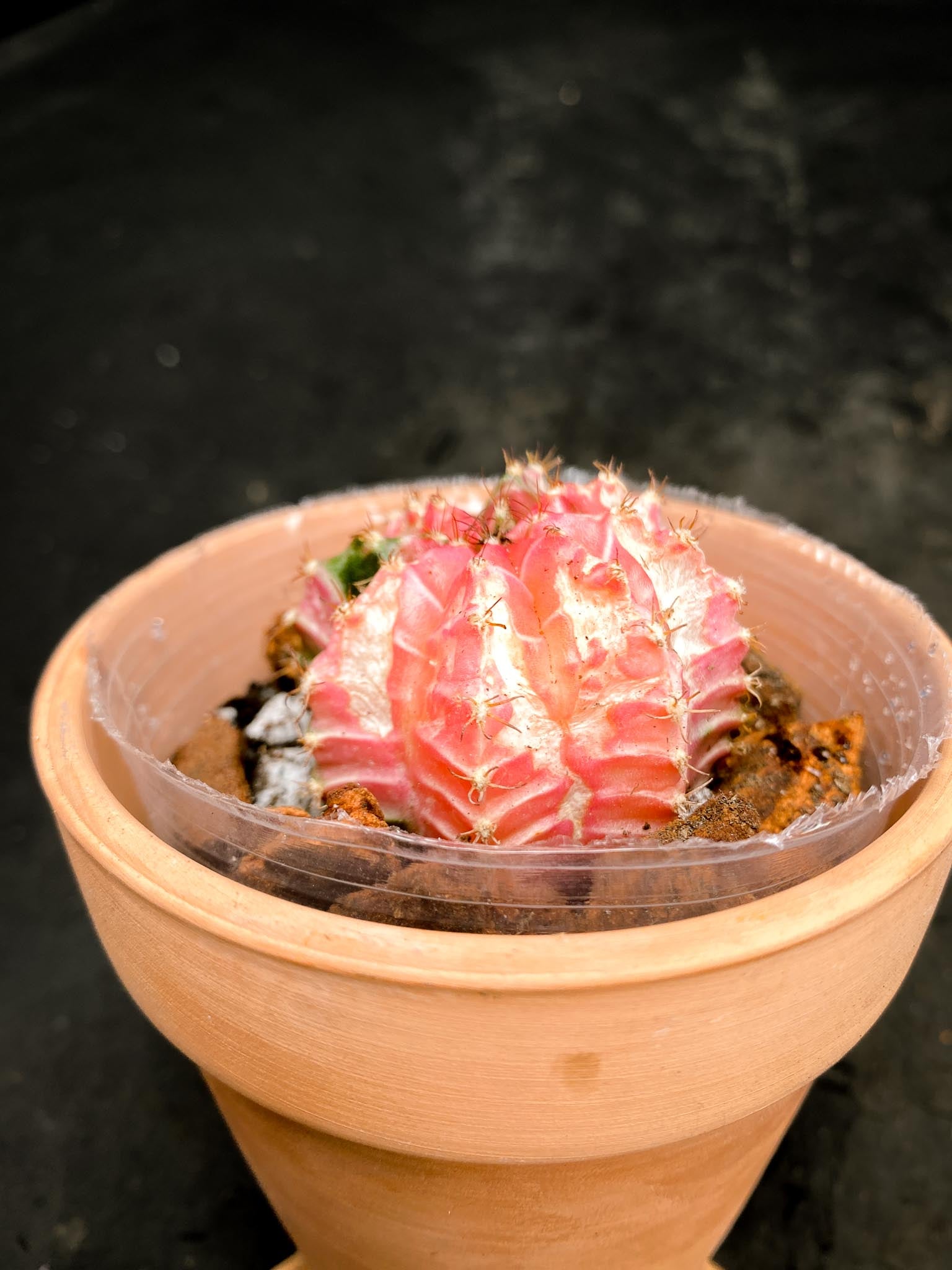 Gymnocalycium Mihanovichii Variegated