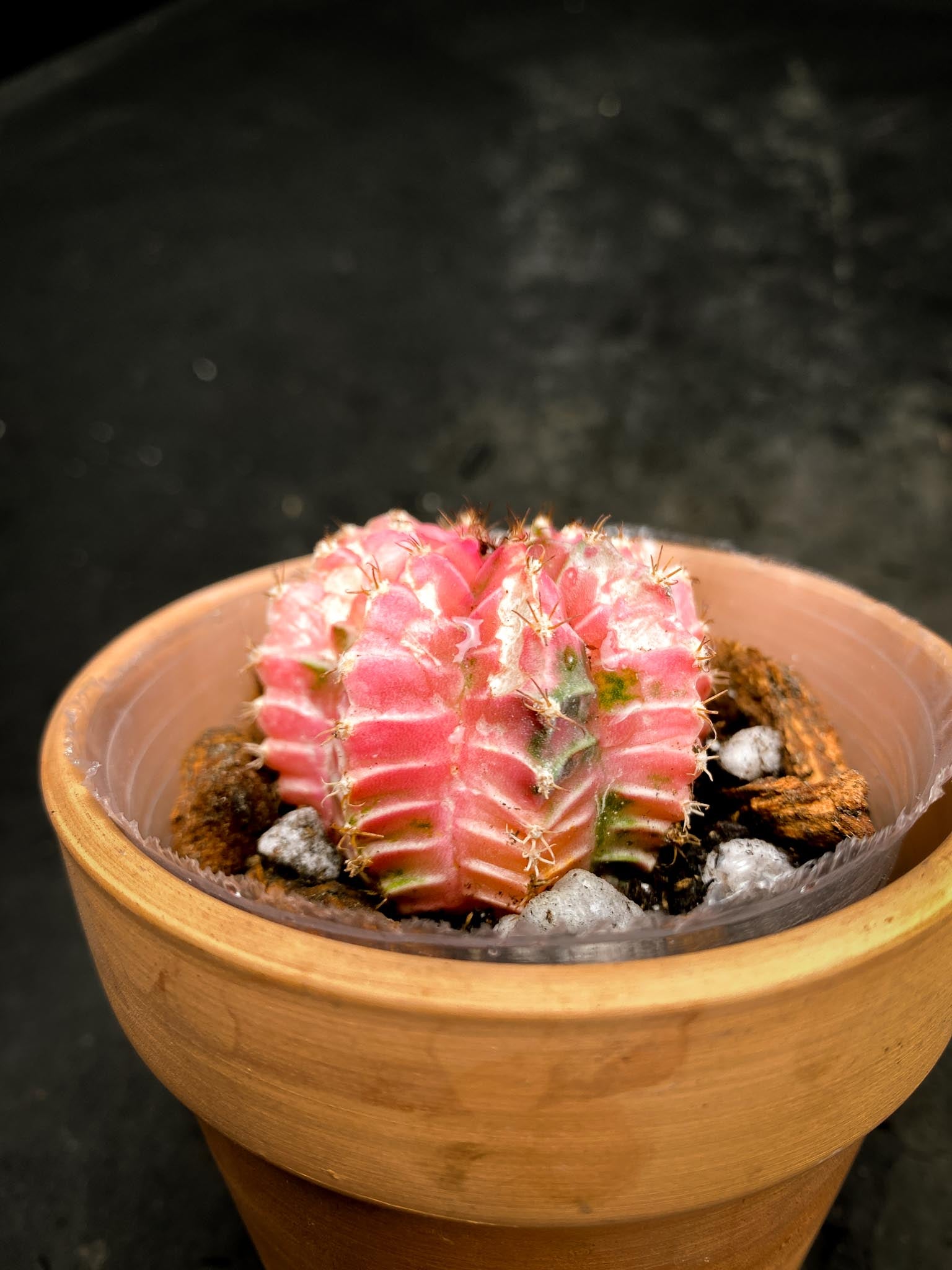 Gymnocalycium Mihanovichii Variegated