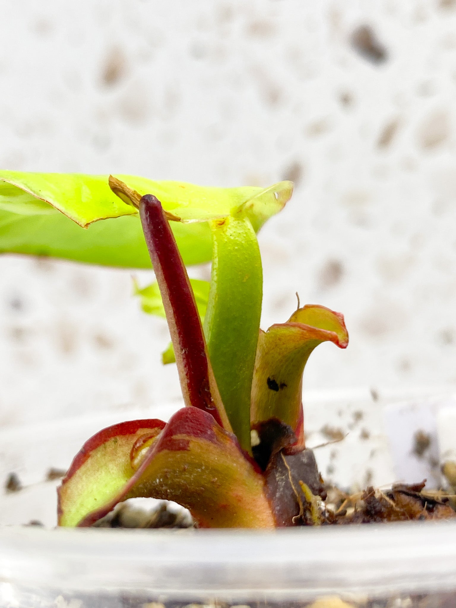 Philodendron Red Moon 1 baby leaf 1 unfurling