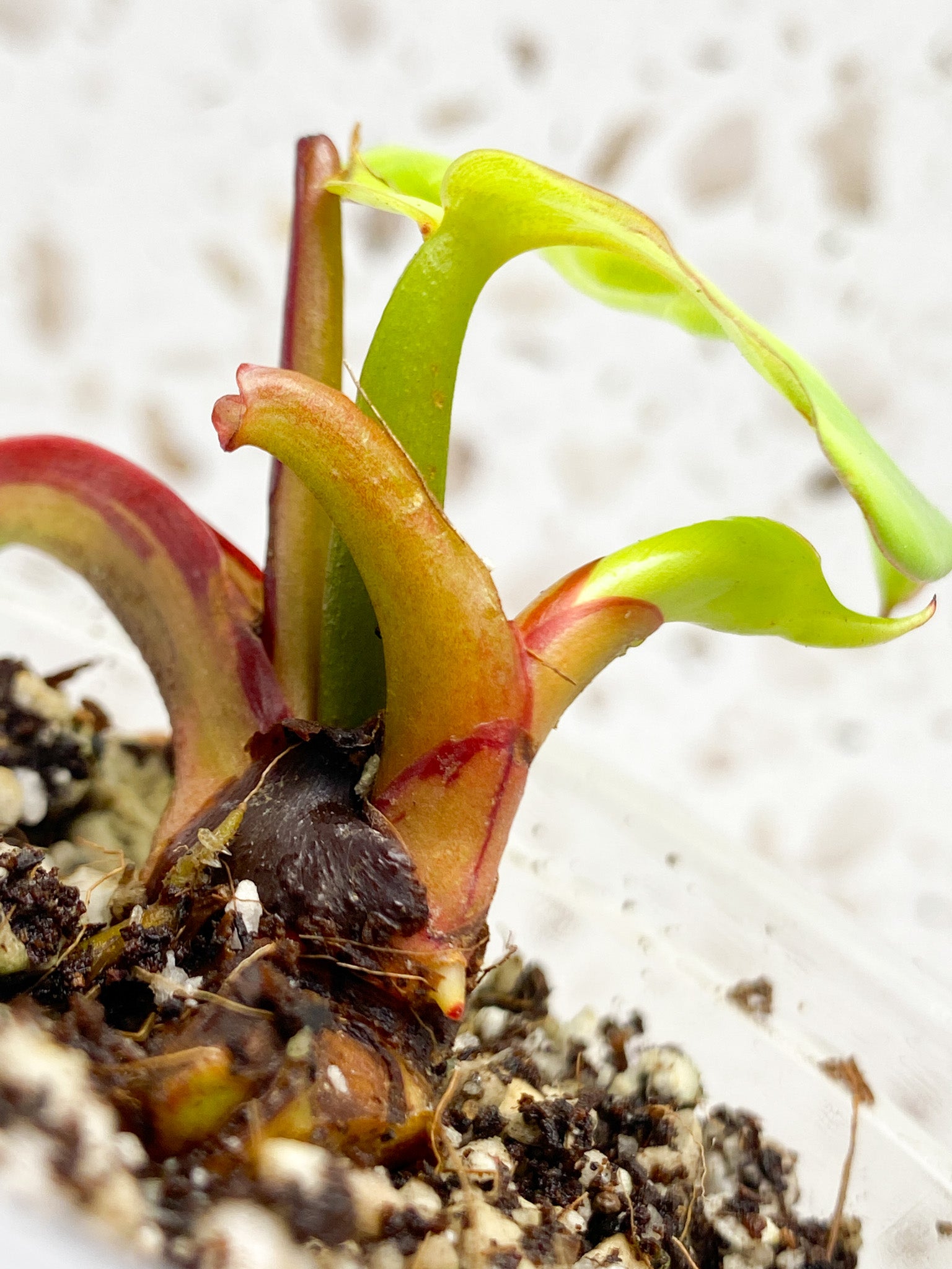 Philodendron Red Moon 1 baby leaf 1 unfurling
