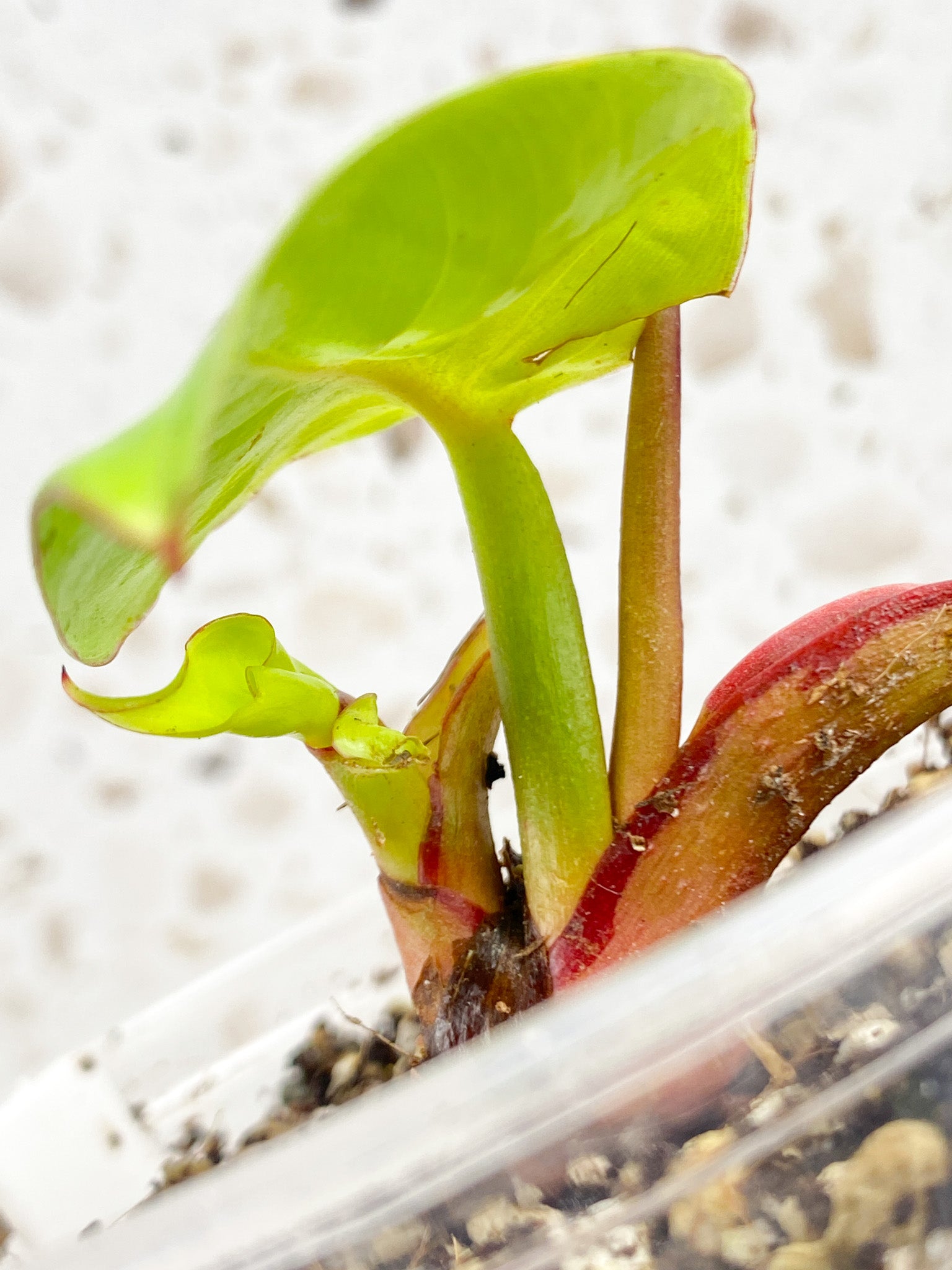 Philodendron Red Moon 1 baby leaf 1 unfurling
