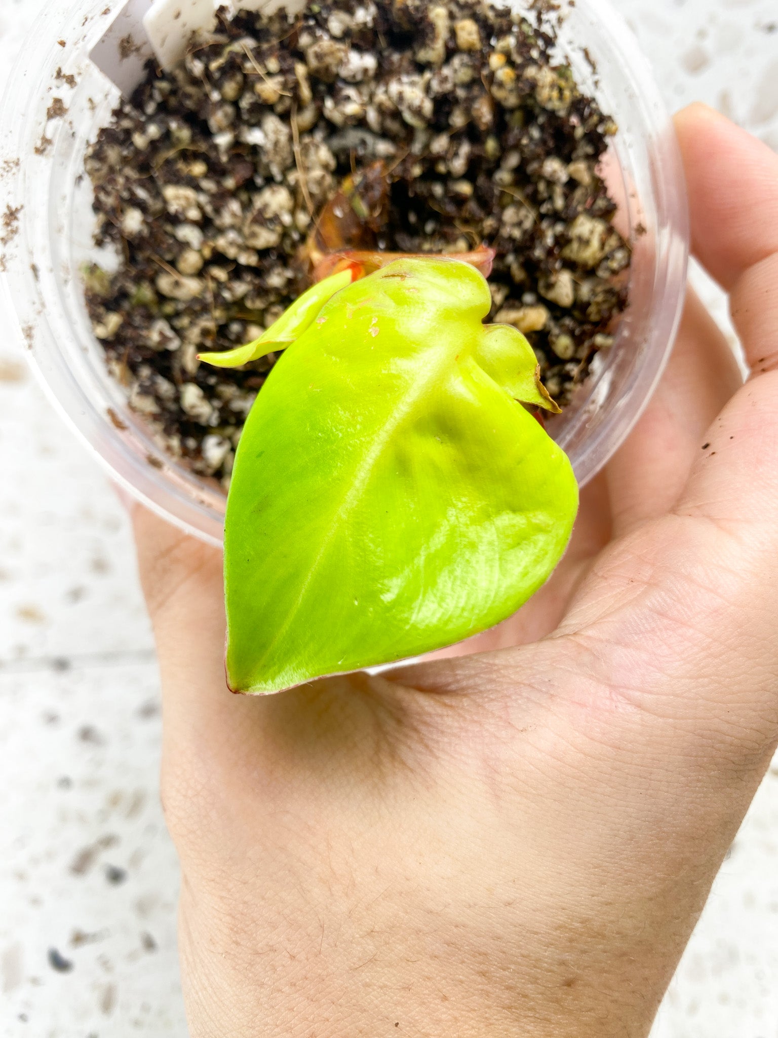 Philodendron Red Moon 1 baby leaf 1 unfurling