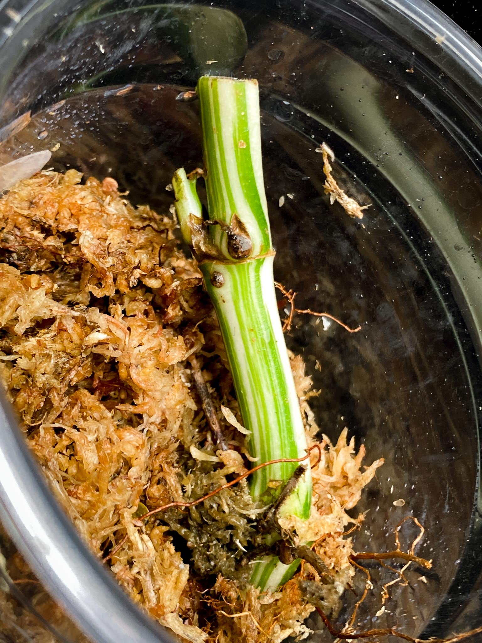 Monstera Adansonii Albo Tricolor 2 Nodes 2 Sprouts Rooted