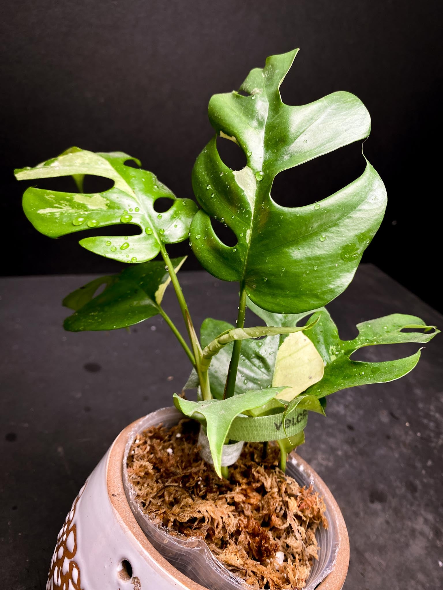Rhaphidophora tetrasperma variegated Multiple Leaves Multiple Nodes 1 Sprout Rooted