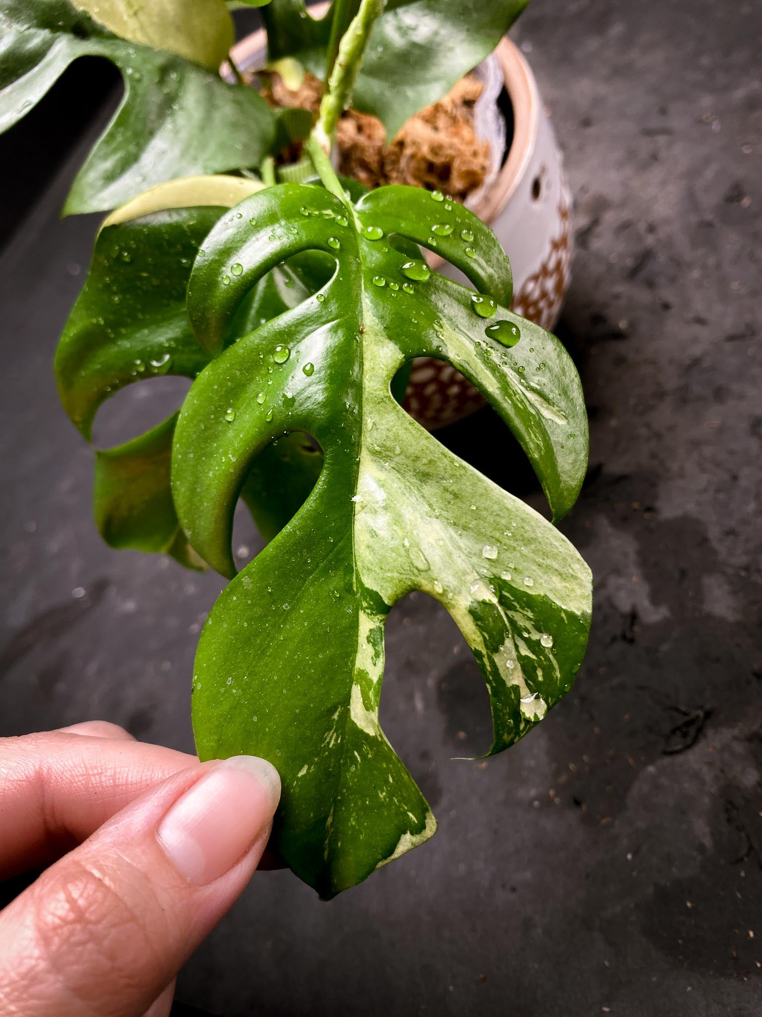 Rhaphidophora tetrasperma variegated Multiple Leaves Multiple Nodes 1 Sprout Rooted