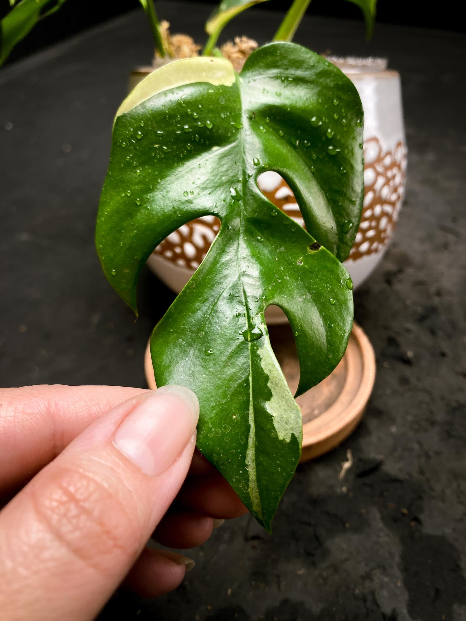 Rhaphidophora tetrasperma variegated Multiple Leaves Multiple Nodes 1 Sprout Rooted