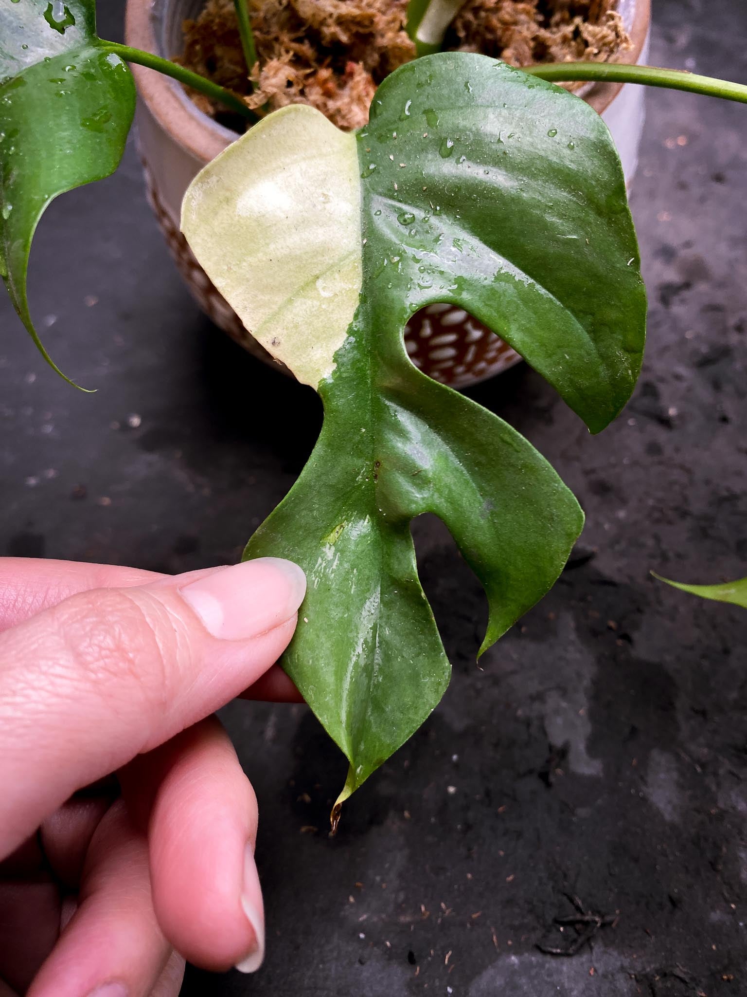 Rhaphidophora tetrasperma variegated Multiple Leaves Multiple Nodes 1 Sprout Rooted