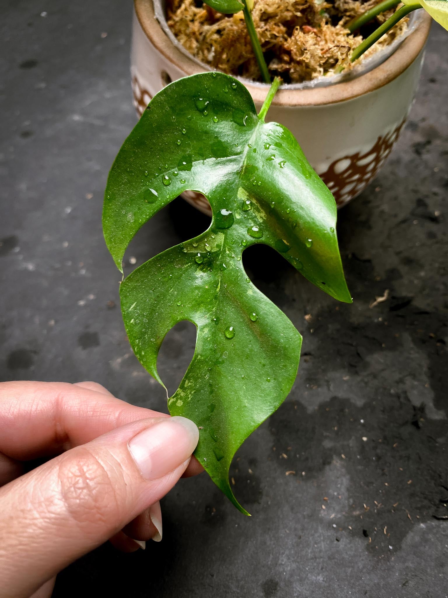 Rhaphidophora tetrasperma variegated Multiple Leaves Multiple Nodes 1 Sprout Rooted