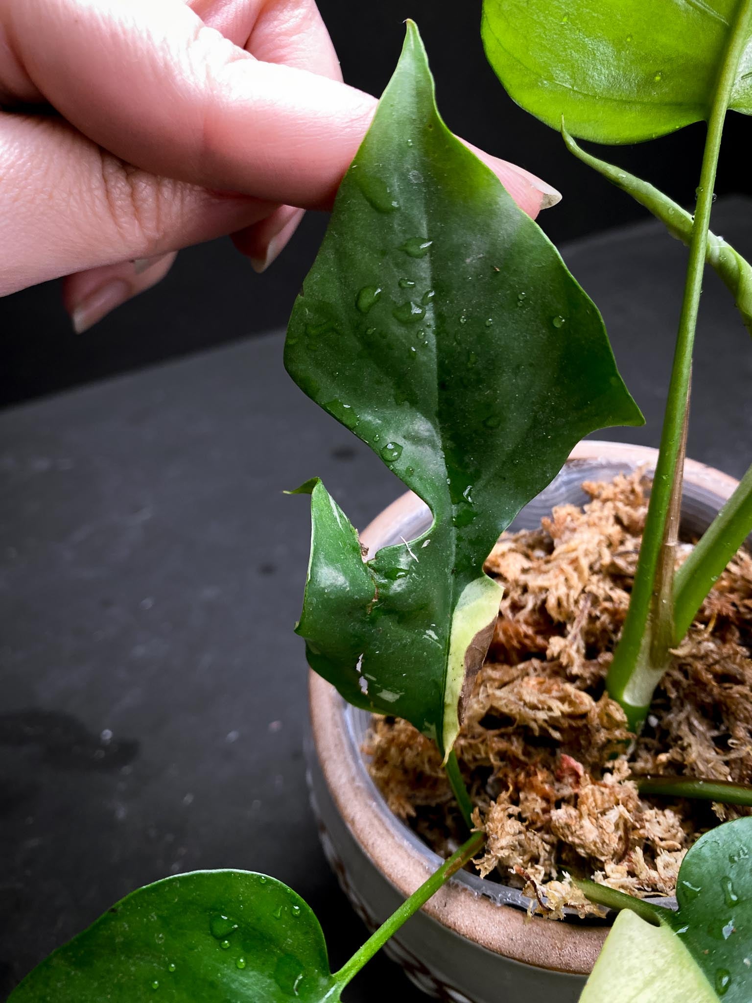 Rhaphidophora tetrasperma variegated Multiple Leaves Multiple Nodes 1 Sprout Rooted