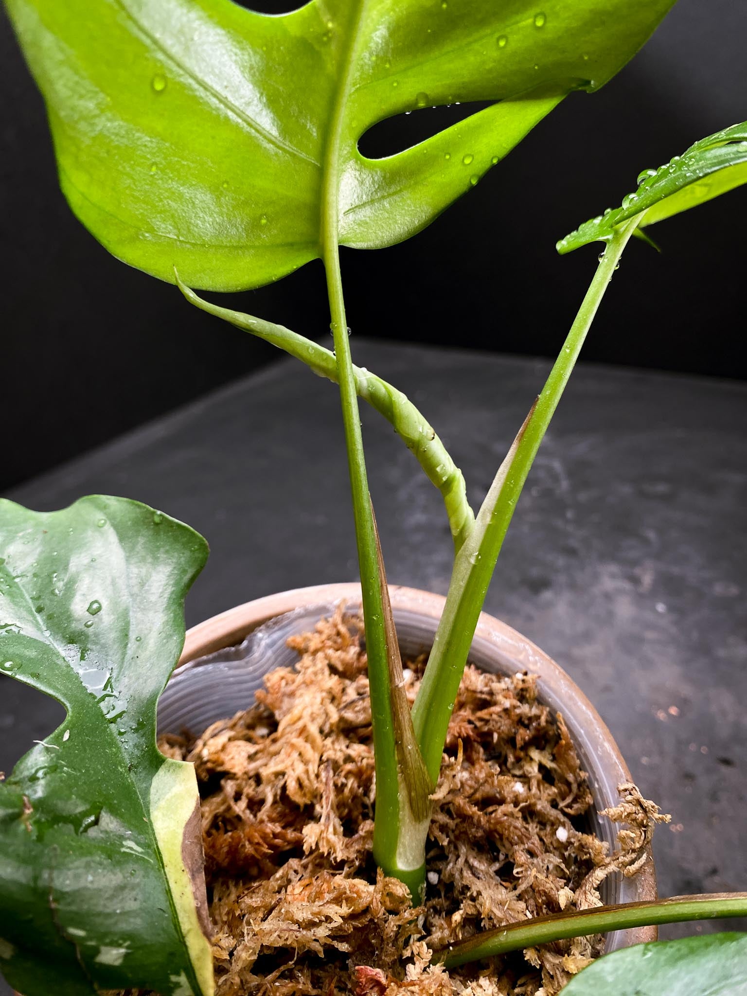 Rhaphidophora tetrasperma variegated Multiple Leaves Multiple Nodes 1 Sprout Rooted