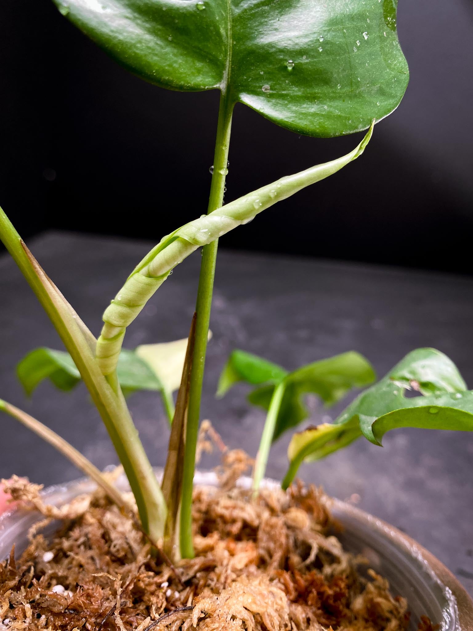 Rhaphidophora tetrasperma variegated Multiple Leaves Multiple Nodes 1 Sprout Rooted