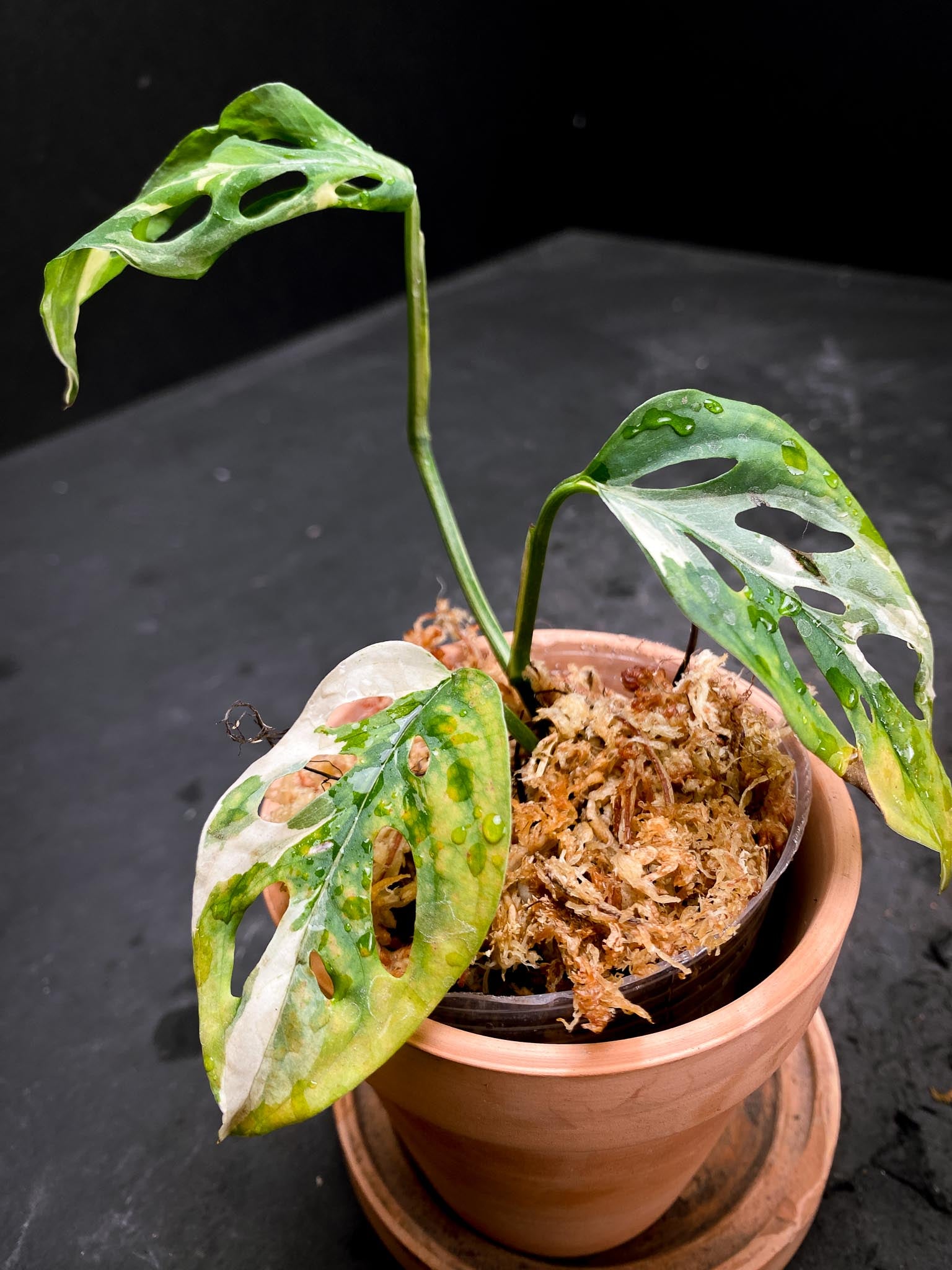 Monstera Acuminata Variegated 3 Leaves 3 Nodes Rooted