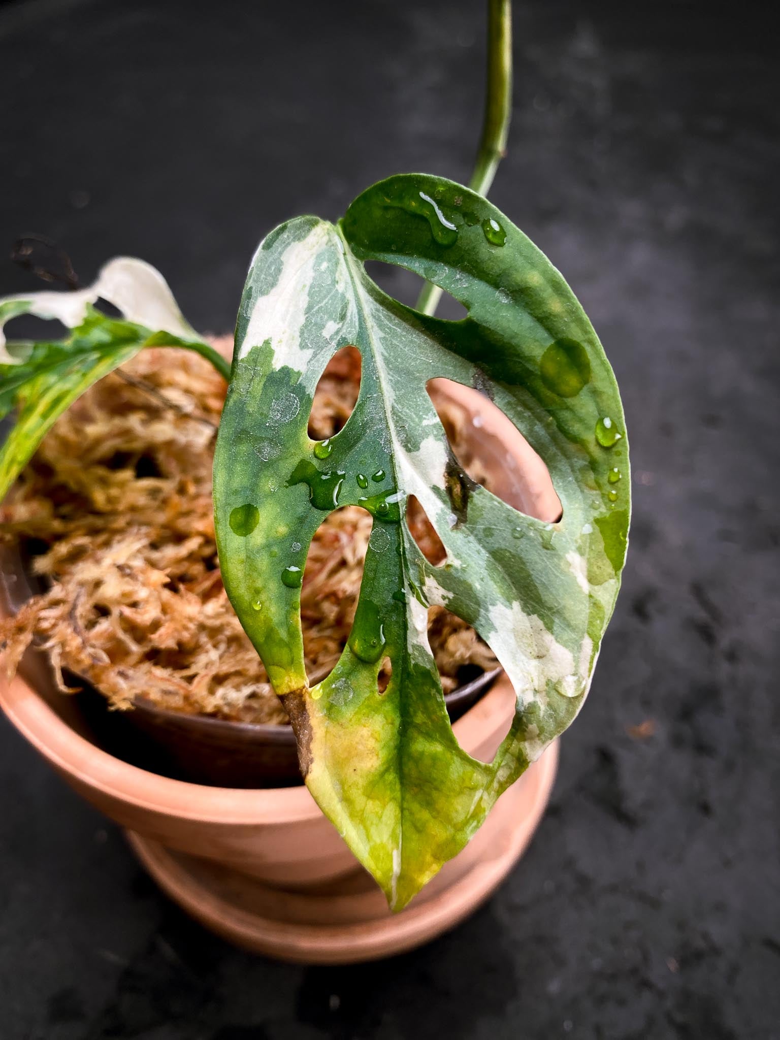 Monstera Acuminata Variegated 3 Leaves 3 Nodes Rooted