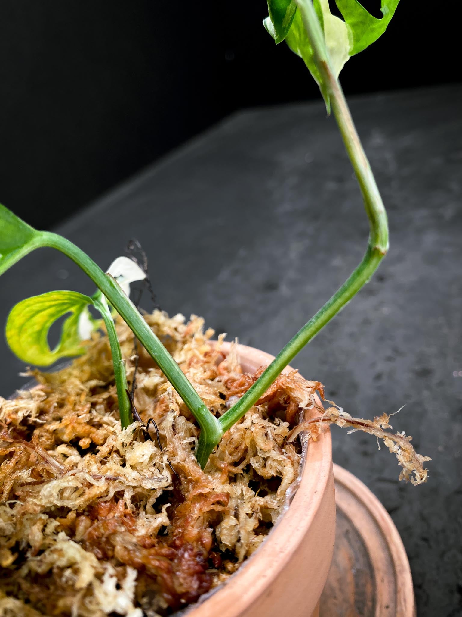 Monstera Acuminata Variegated 3 Leaves 3 Nodes Rooted