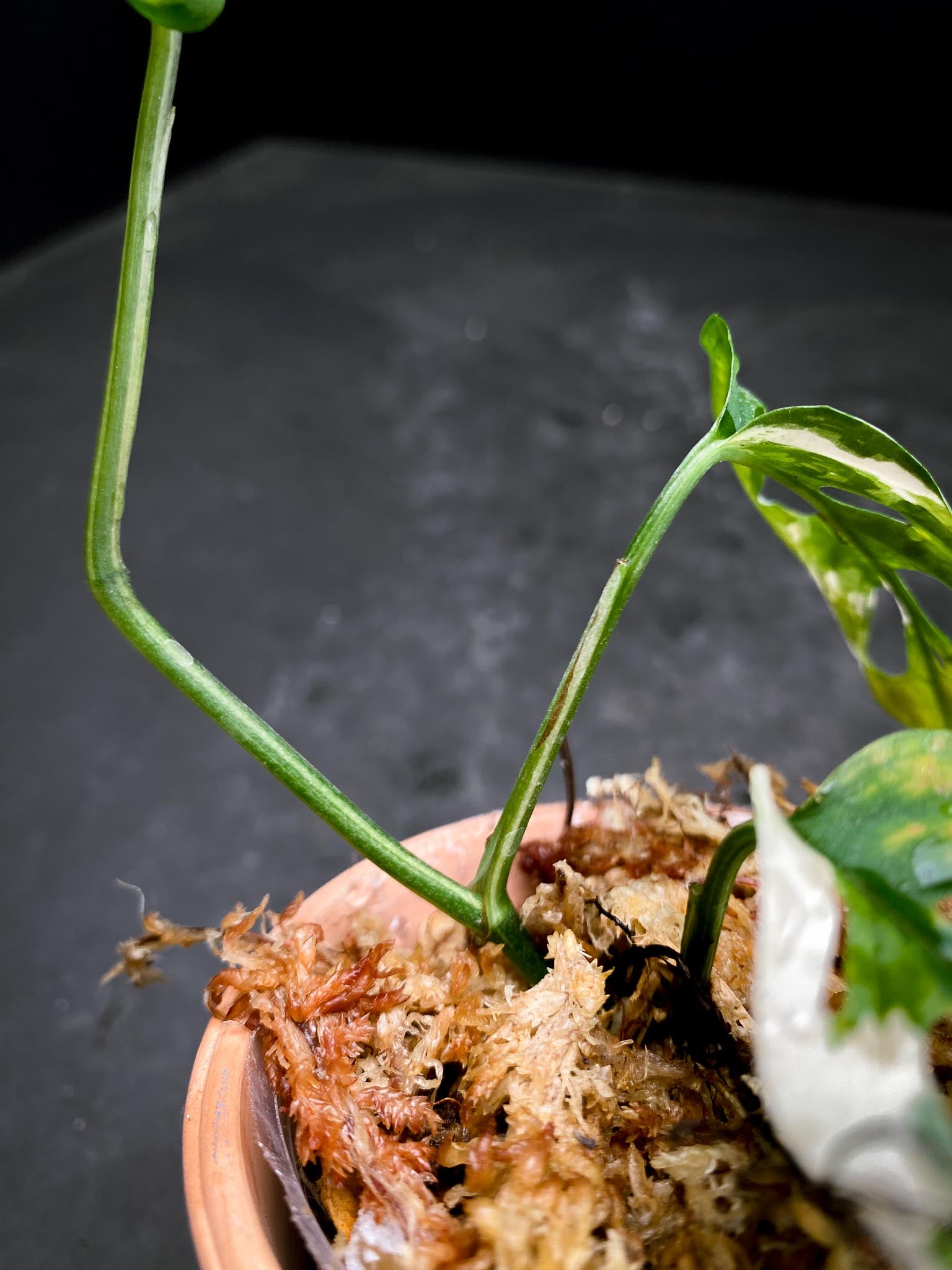 Monstera Acuminata Variegated 3 Leaves 3 Nodes Rooted