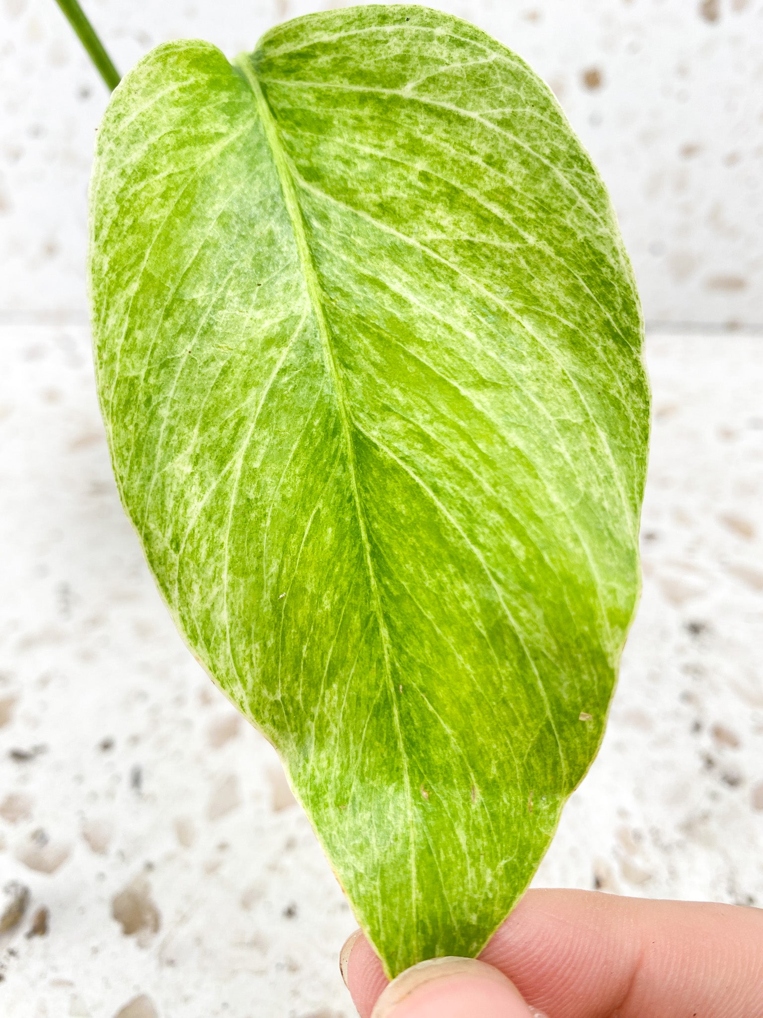 Epipremnum Pinnatum Mint 2 leaves