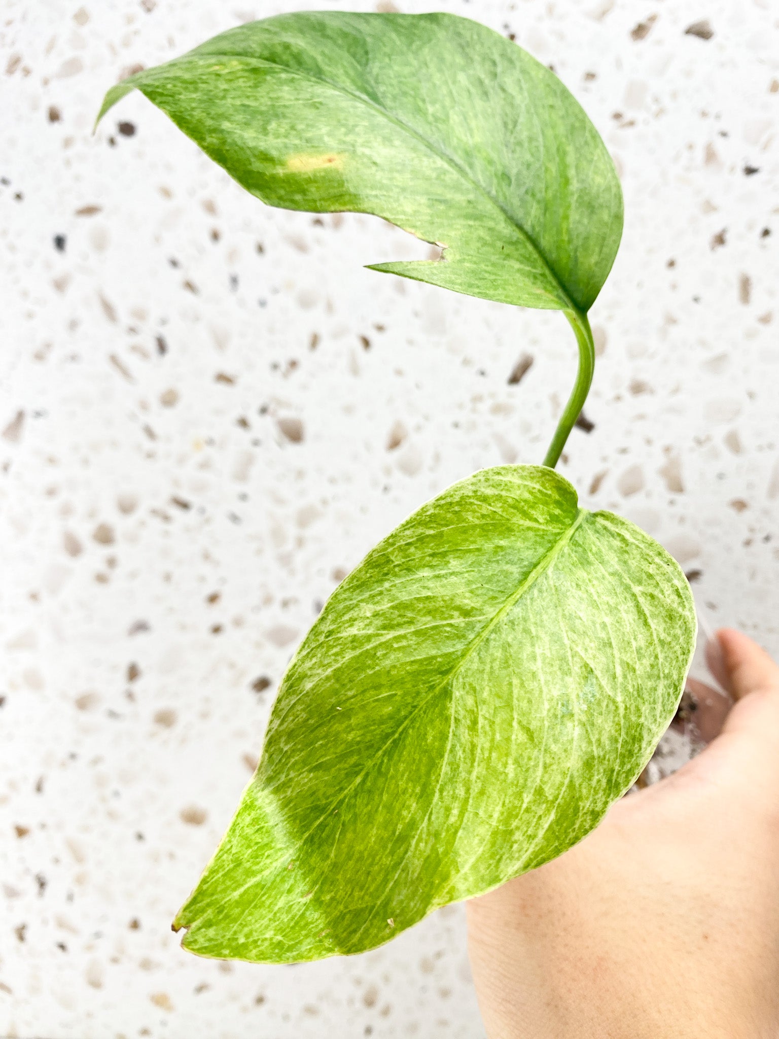 Epipremnum Pinnatum Mint 2 leaves
