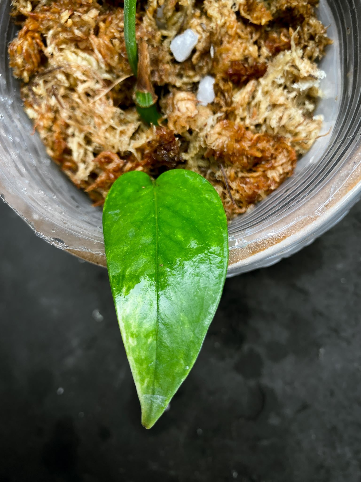 Epipremnum Golden Flame 3 Leaves Multiple Nodes Rooted