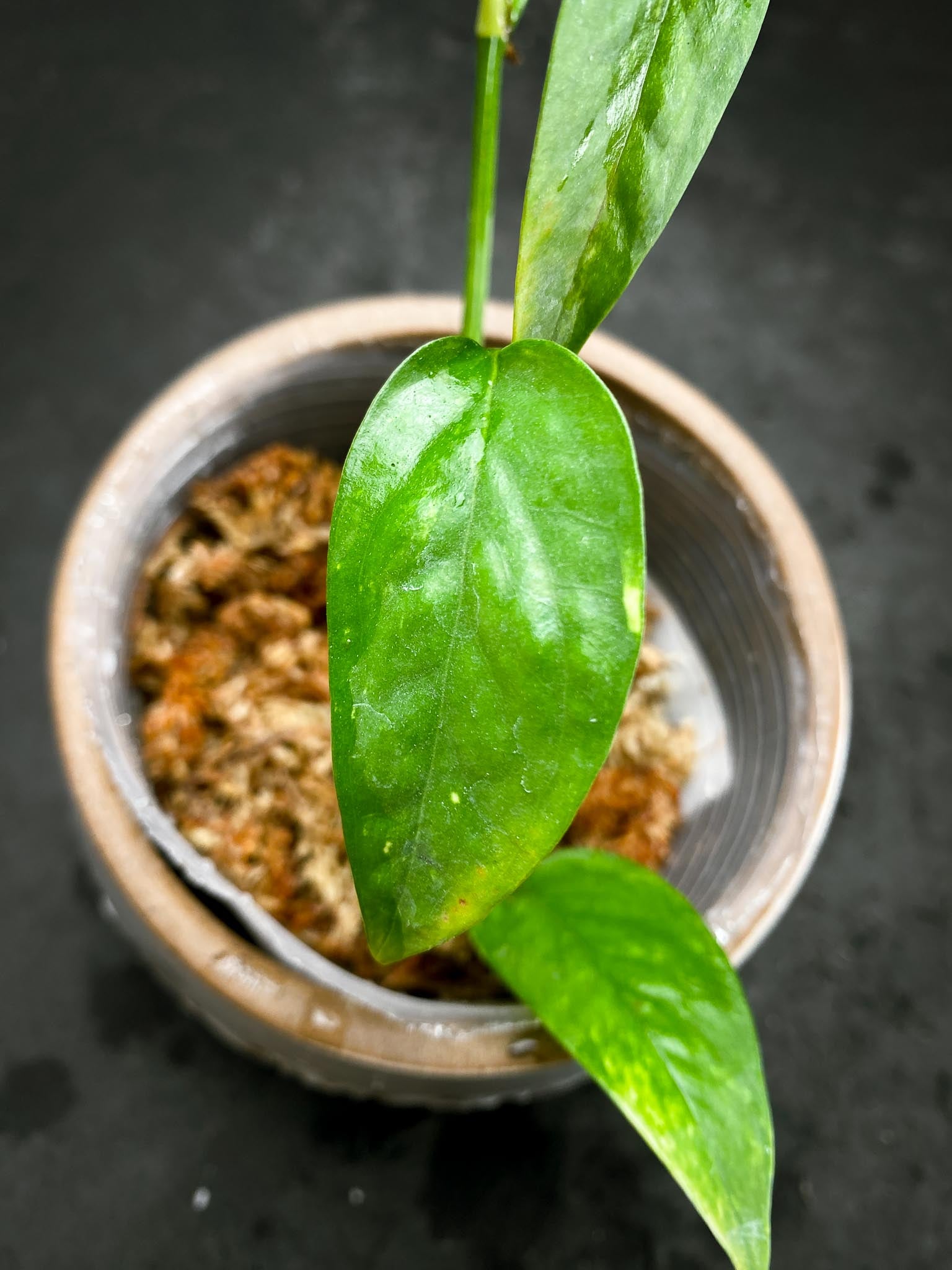 Epipremnum Golden Flame 3 Leaves Multiple Nodes Rooted