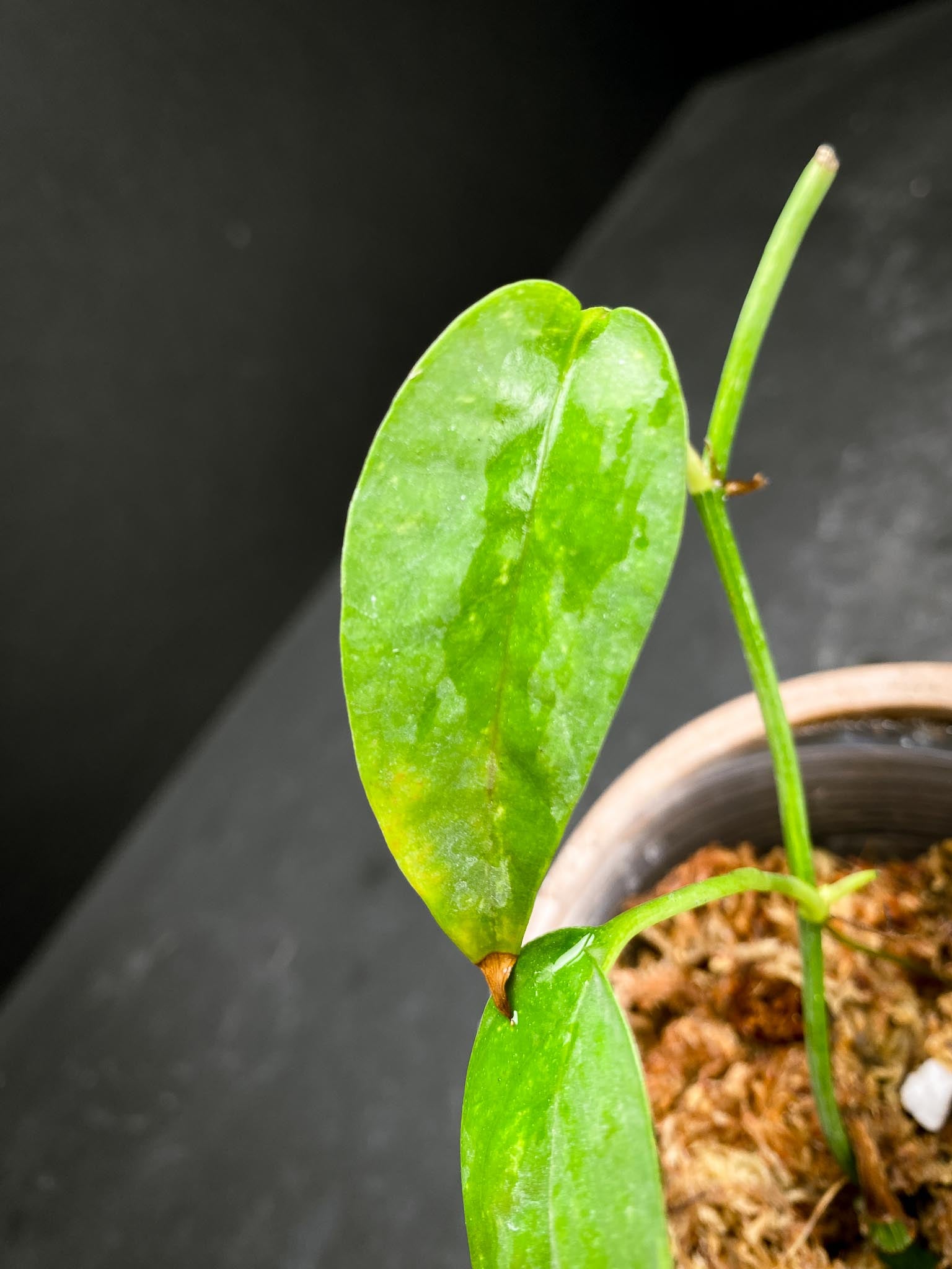 Epipremnum Golden Flame 3 Leaves Multiple Nodes Rooted