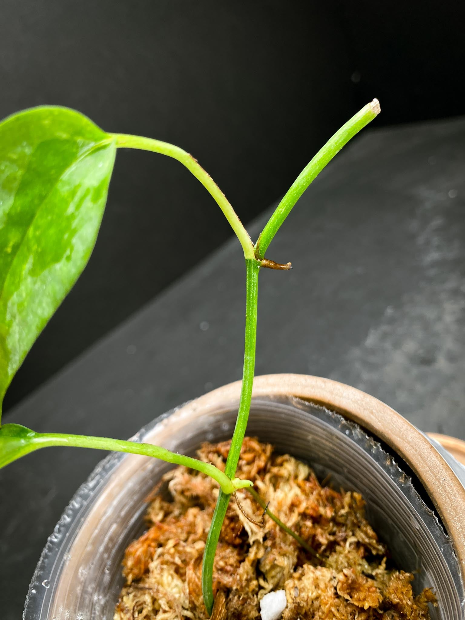 Epipremnum Golden Flame 3 Leaves Multiple Nodes Rooted